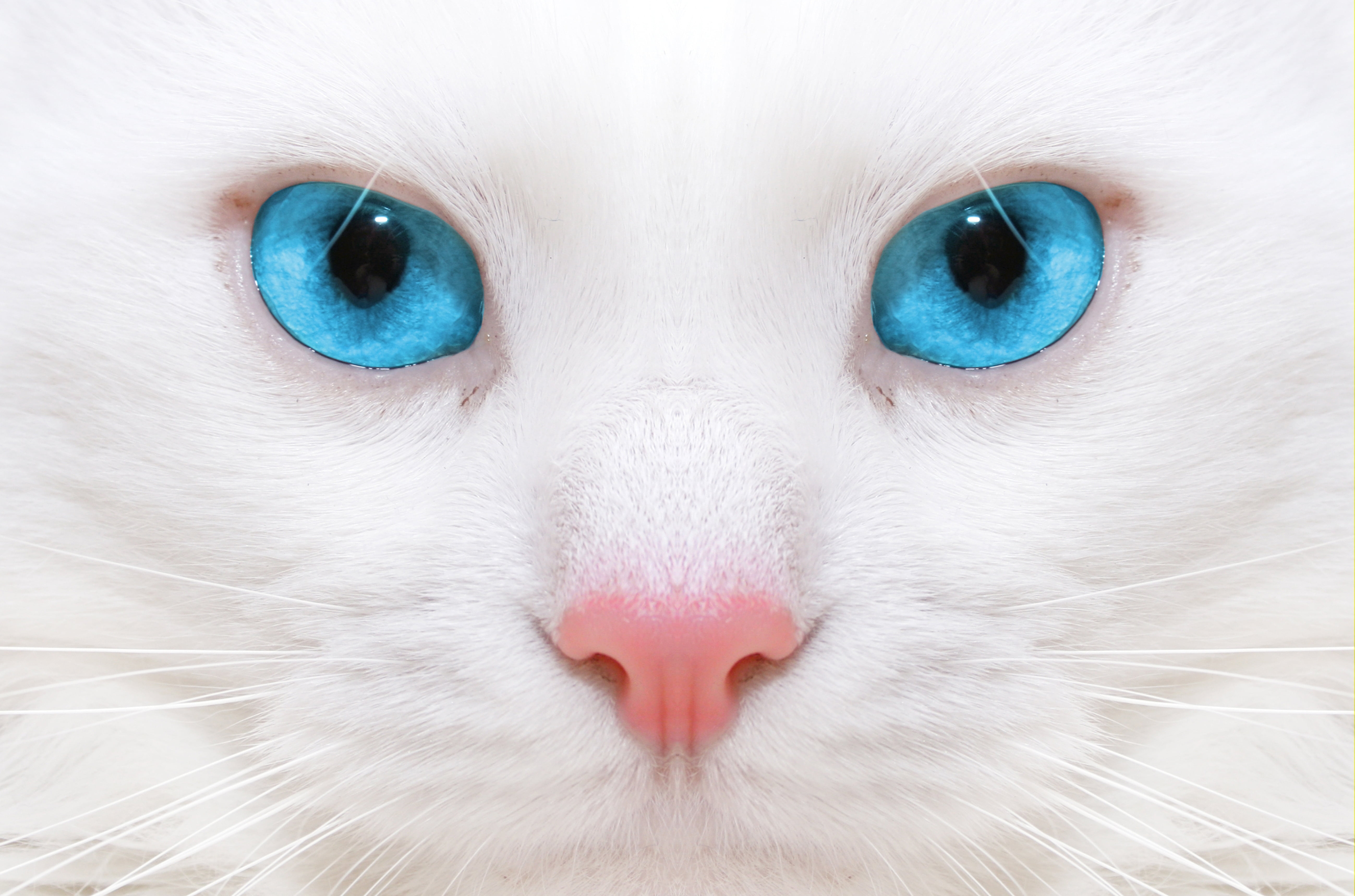 no people, pets, cute, white, beautiful, domestic, close-up, vertebrate, fur, looking, whisker, animal, cat, domestic Animals, young Animal, animal Hair, HD Wallpaper