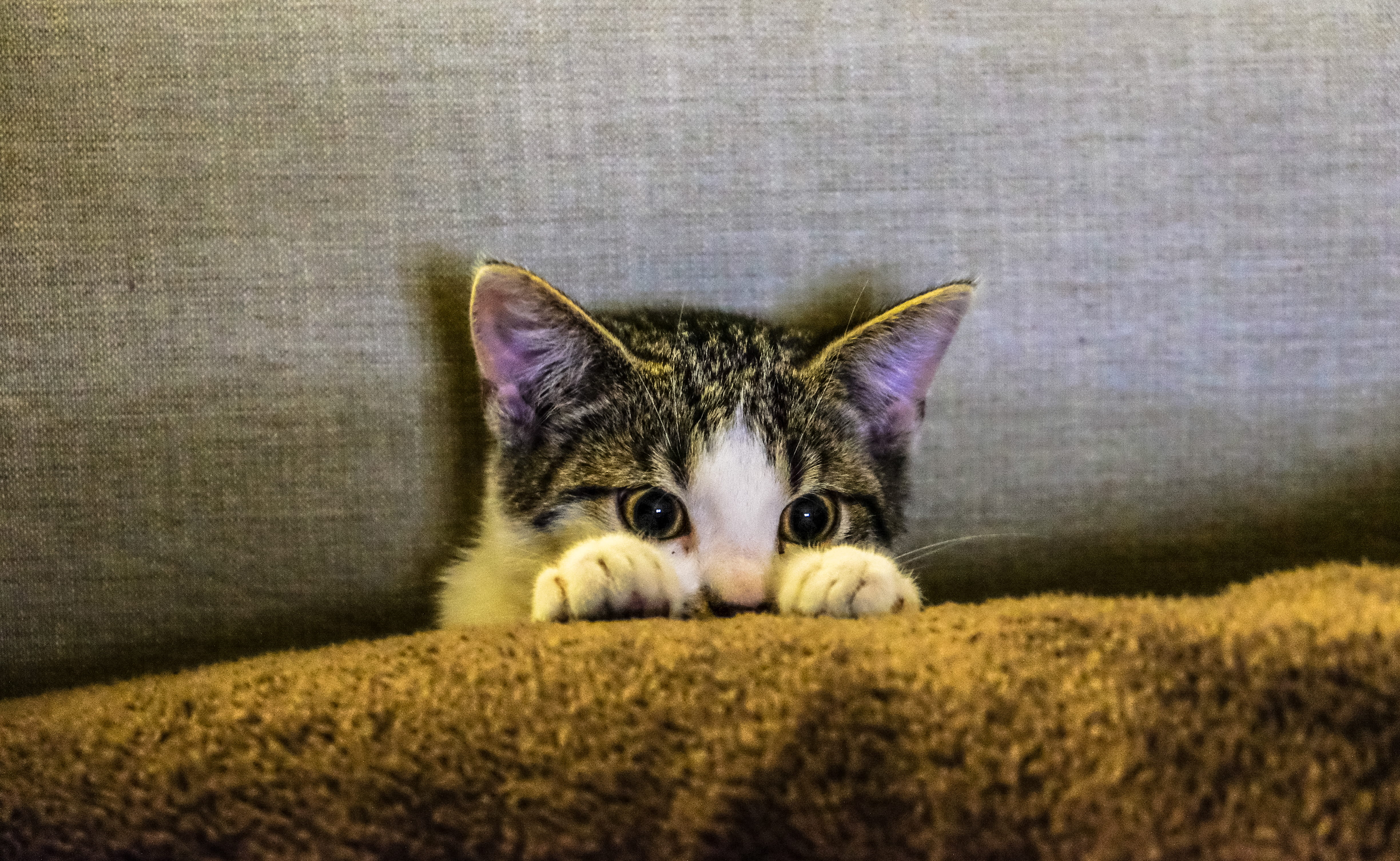 domestic cat, pet, brown, kitten, black, domestic, animal eye, day, one animal, animal photography, whisker, looking at camera, cat, tabby, close-up, vertebrate, HD Wallpaper