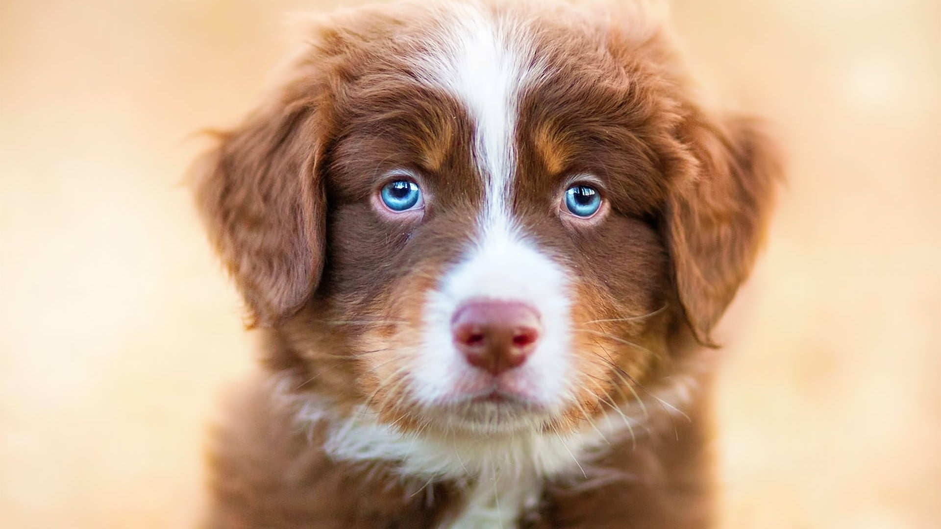 1080P, one animal, pets, domestic animals, looking at camera, dog, portrait, animal body part, animal eye, eye, innocence, curly, front view, puppy, no people, HD Wallpaper