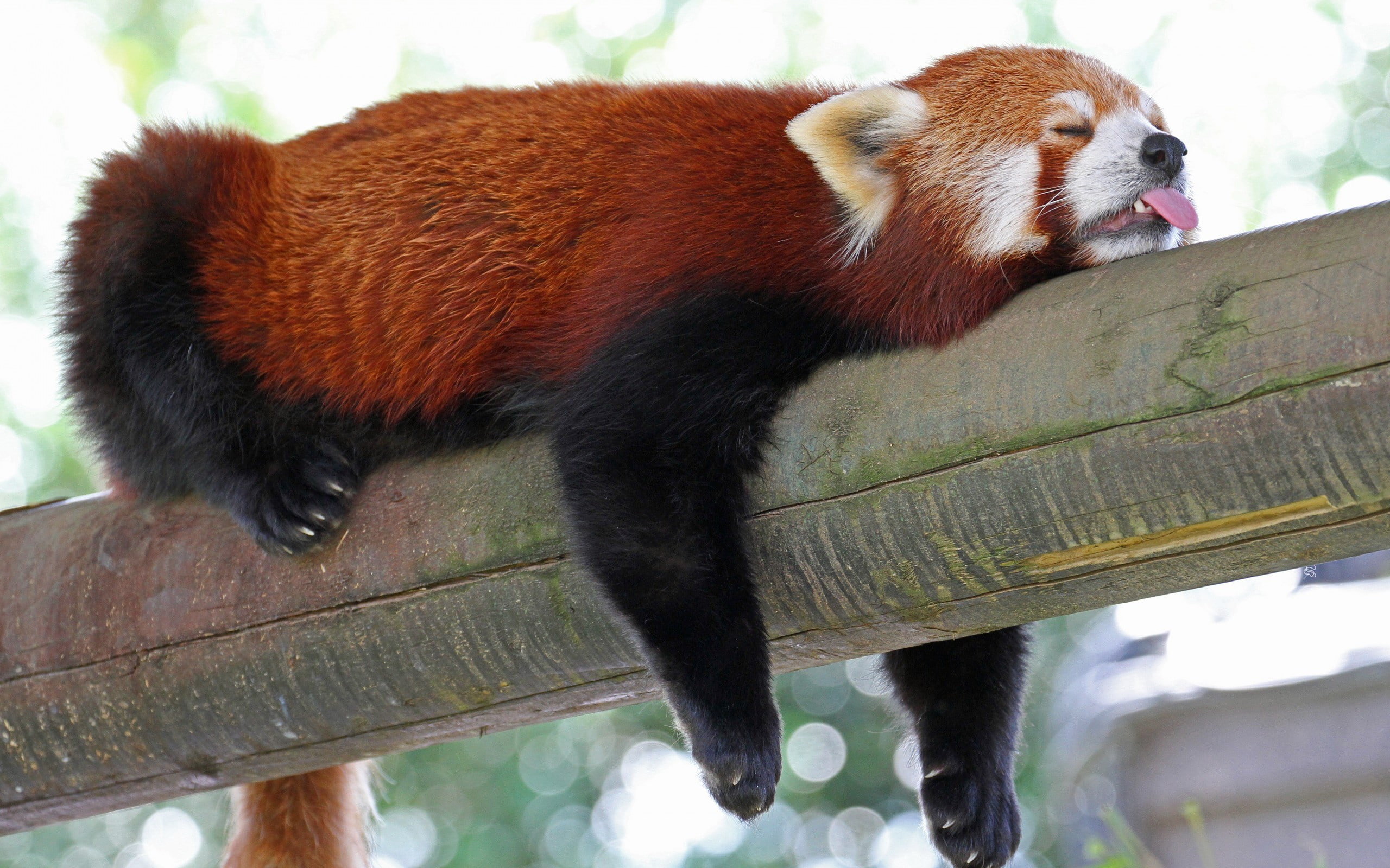 2K, red panda, sloths, animals, HD Wallpaper