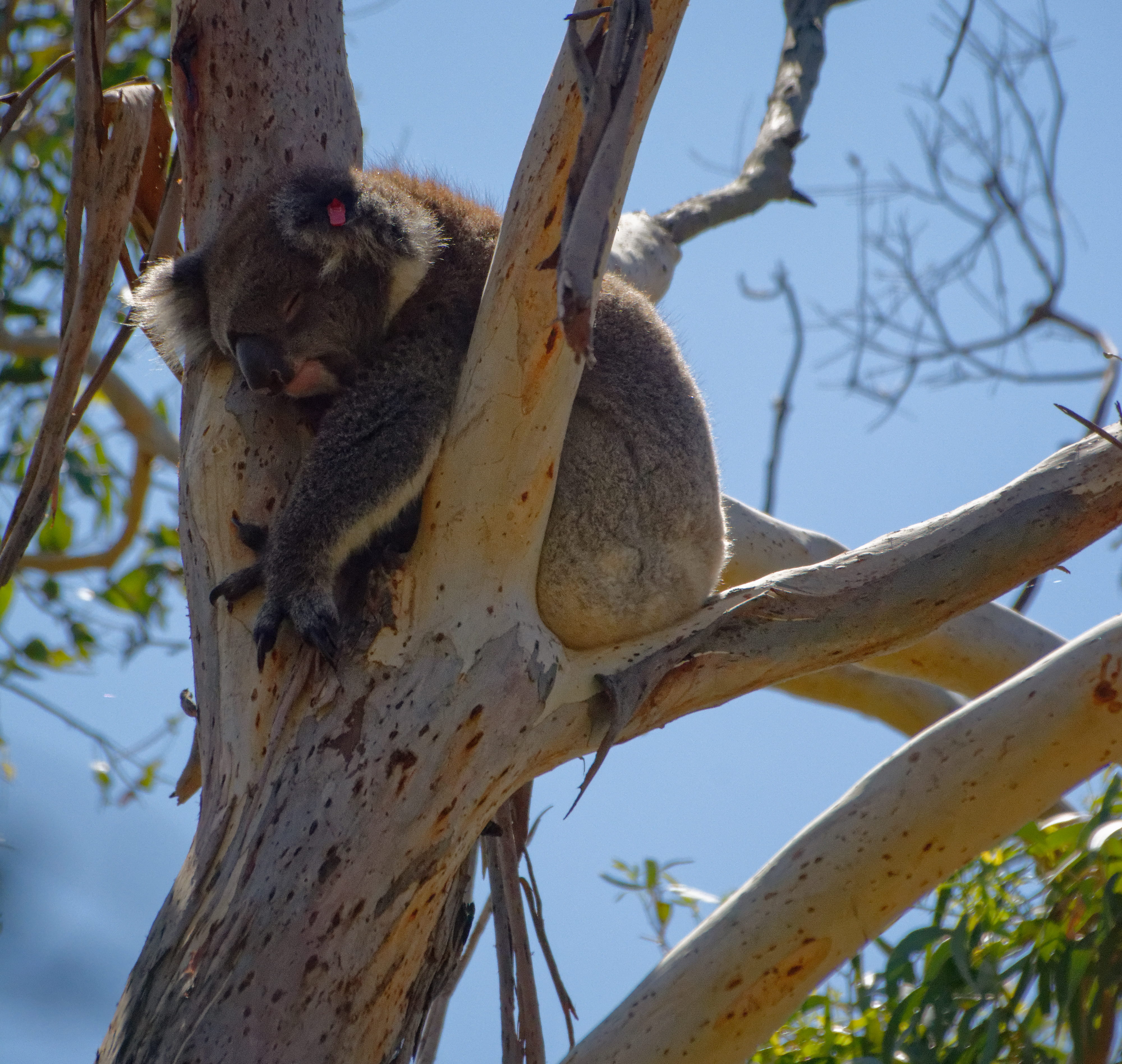 llama, wood, leaf, three-toed sloth, outdoors, australia, zoo, day, mammal, alpaca, birch, tree trunk, bird, animal, one animal, sloth, possum, clear sky, HD Wallpaper