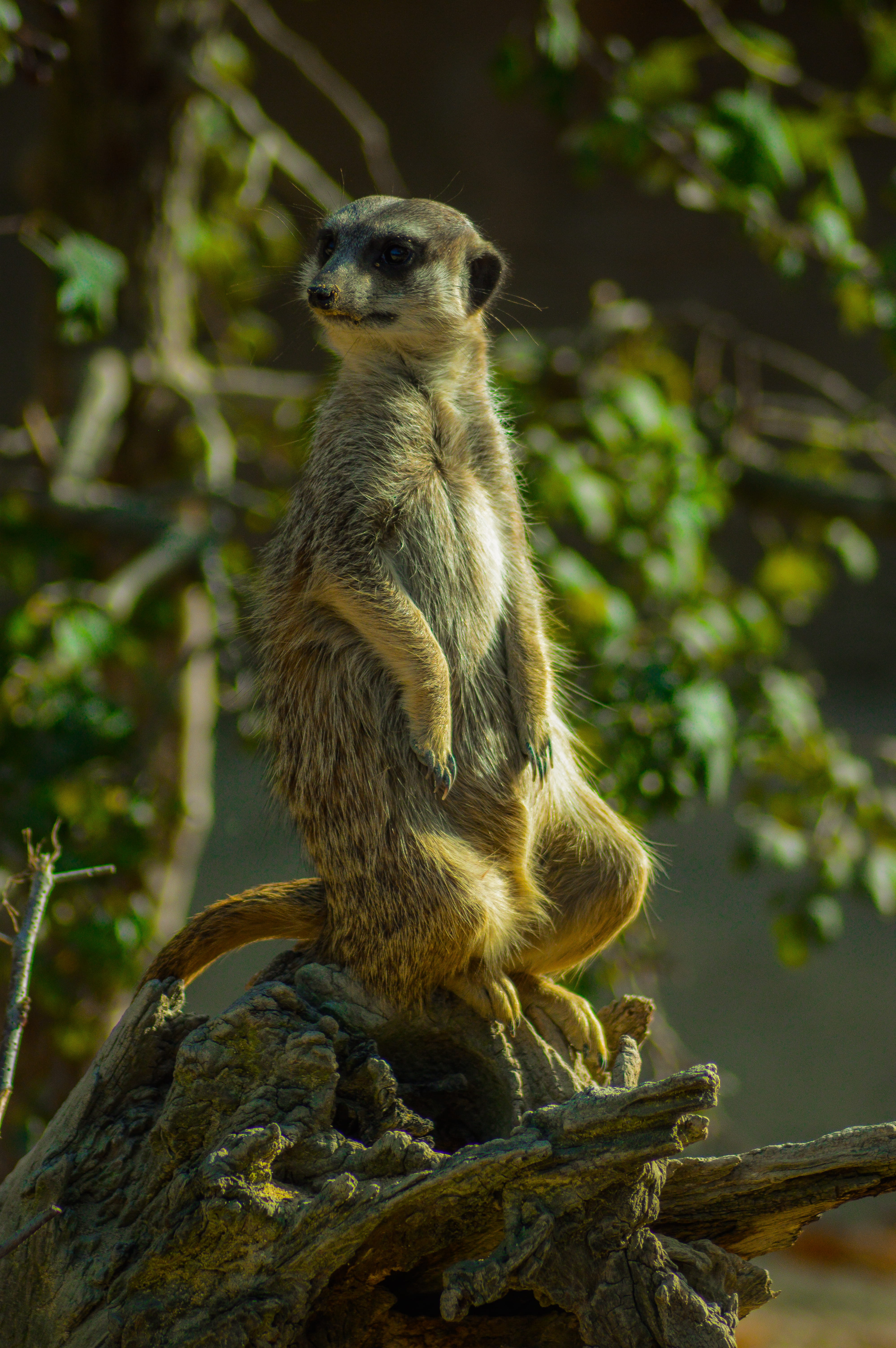 llama, tree, squirrel, 5K, three-toed sloth, day, kangaroo, lemur, animal, animal wildlife, nature, rodent, elephant, vertebrate, outdoors, focus on foreground, Phone HD Wallpaper