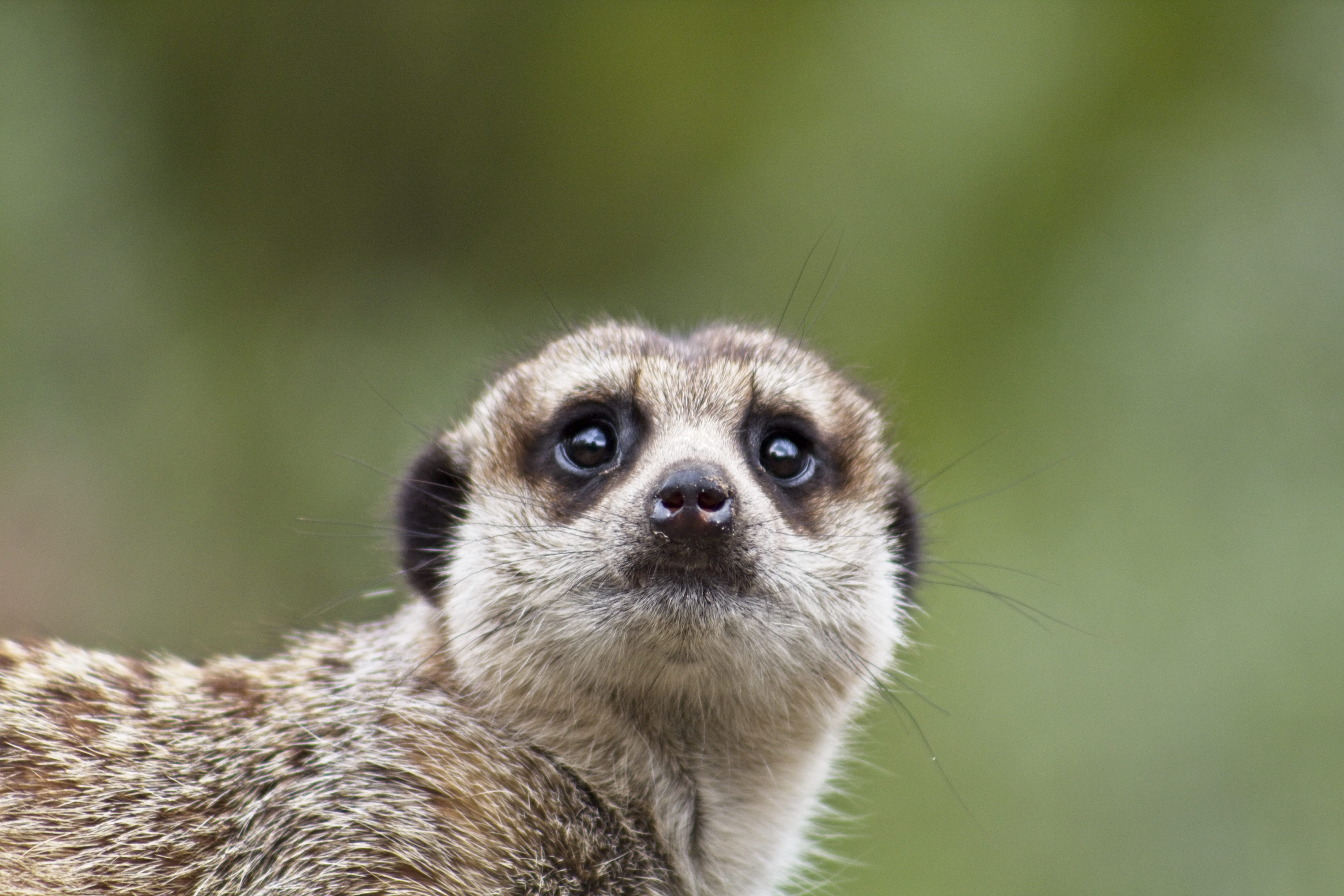 pet, portrait, looking at camera, animal themes, nature, animal wildlife, sloth, whisker, animals in the wild, meerkat, zoo, snout, outdoors, rhino, raccoon, HD Wallpaper