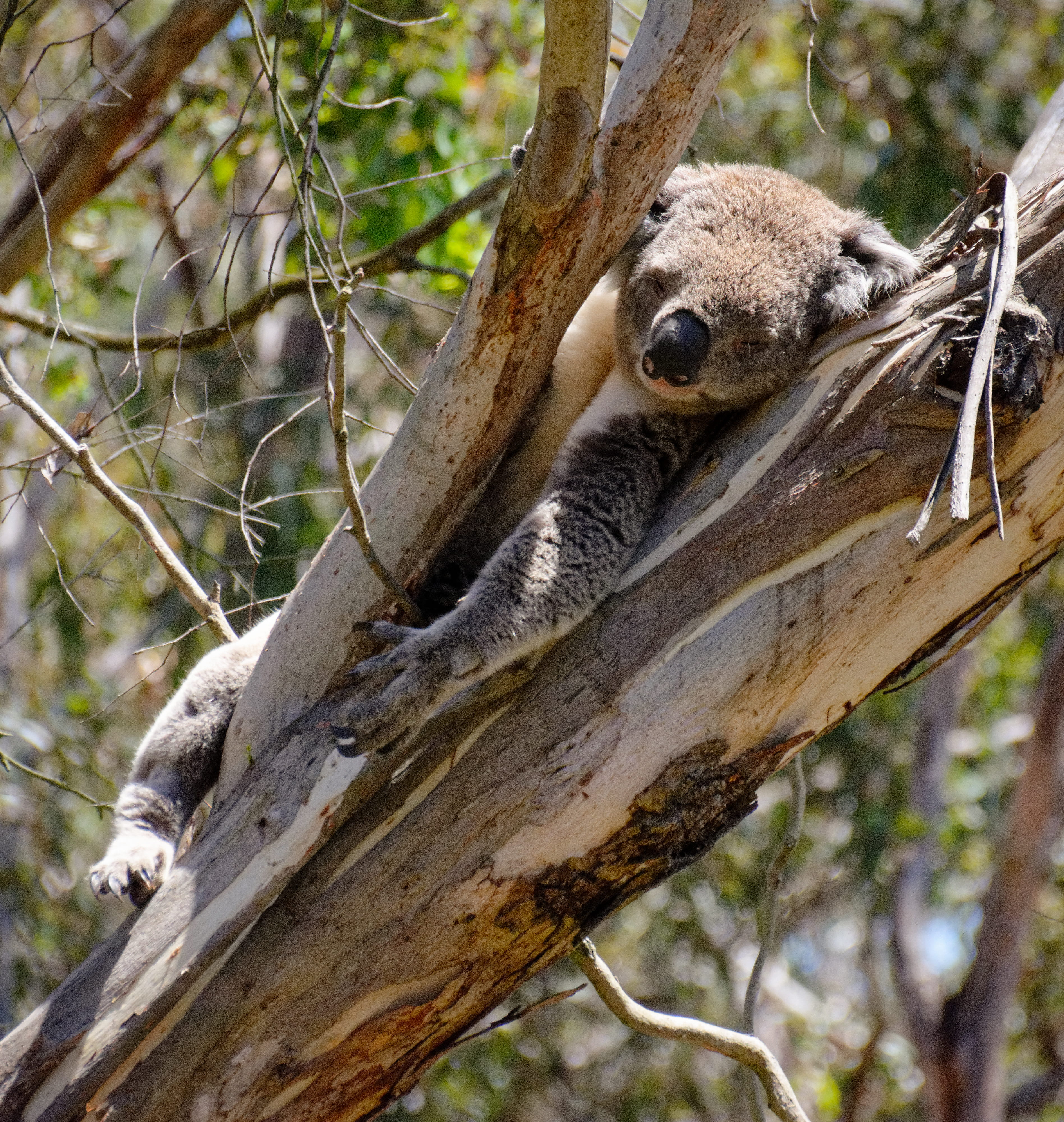 nature, branch, outdoors, animal, looking, day, one animal, looking away, mammal, bear, no people, australia, animals in the wild, tree trunk, phillip island, Phone HD Wallpaper