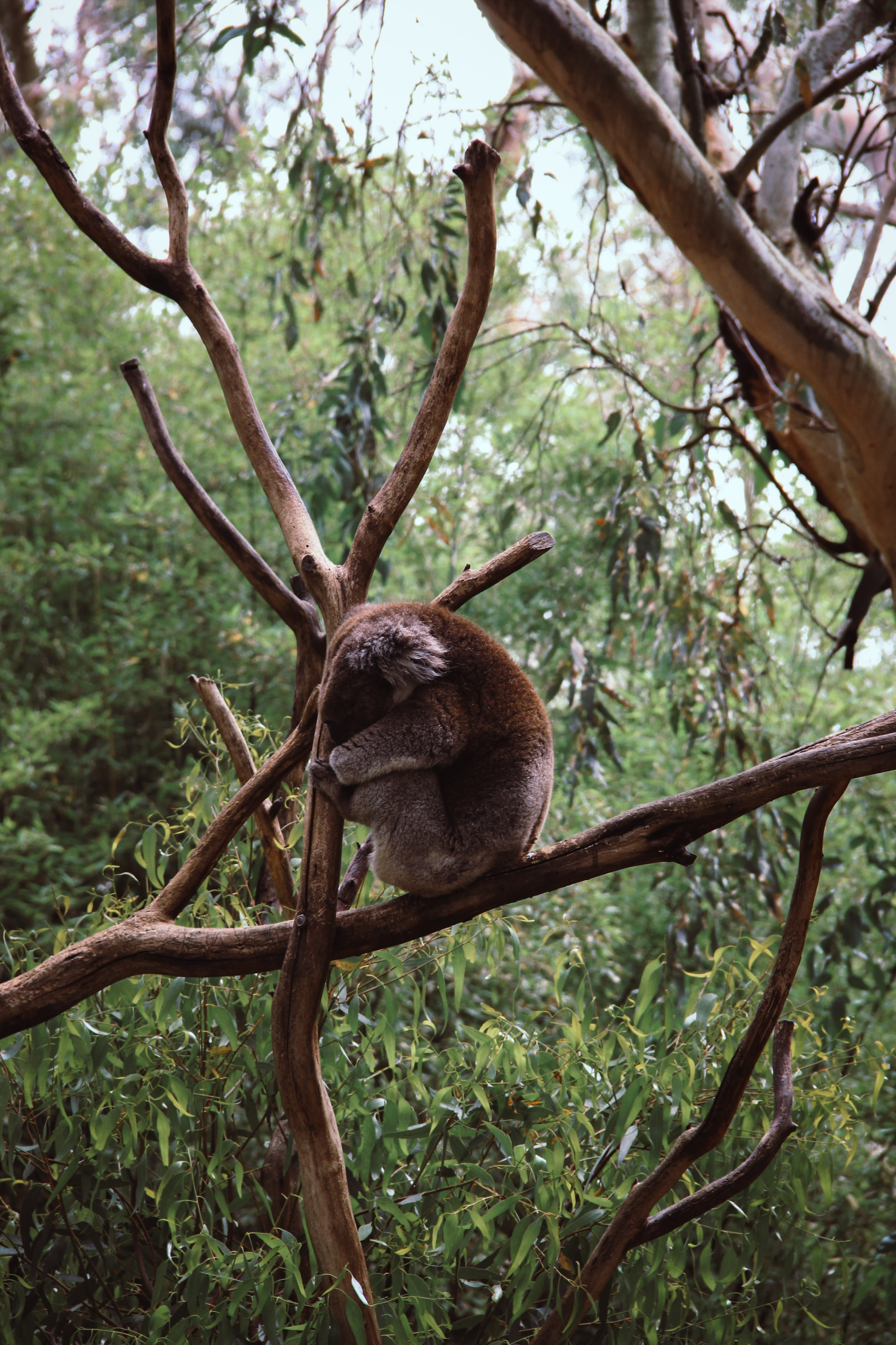 focus on foreground, brown, no people, deer, animals in the wild, conifer, koala, branches, animal, land, mammal, wildlife, primate, outdoors, sloth, vertebrate, Phone HD Wallpaper