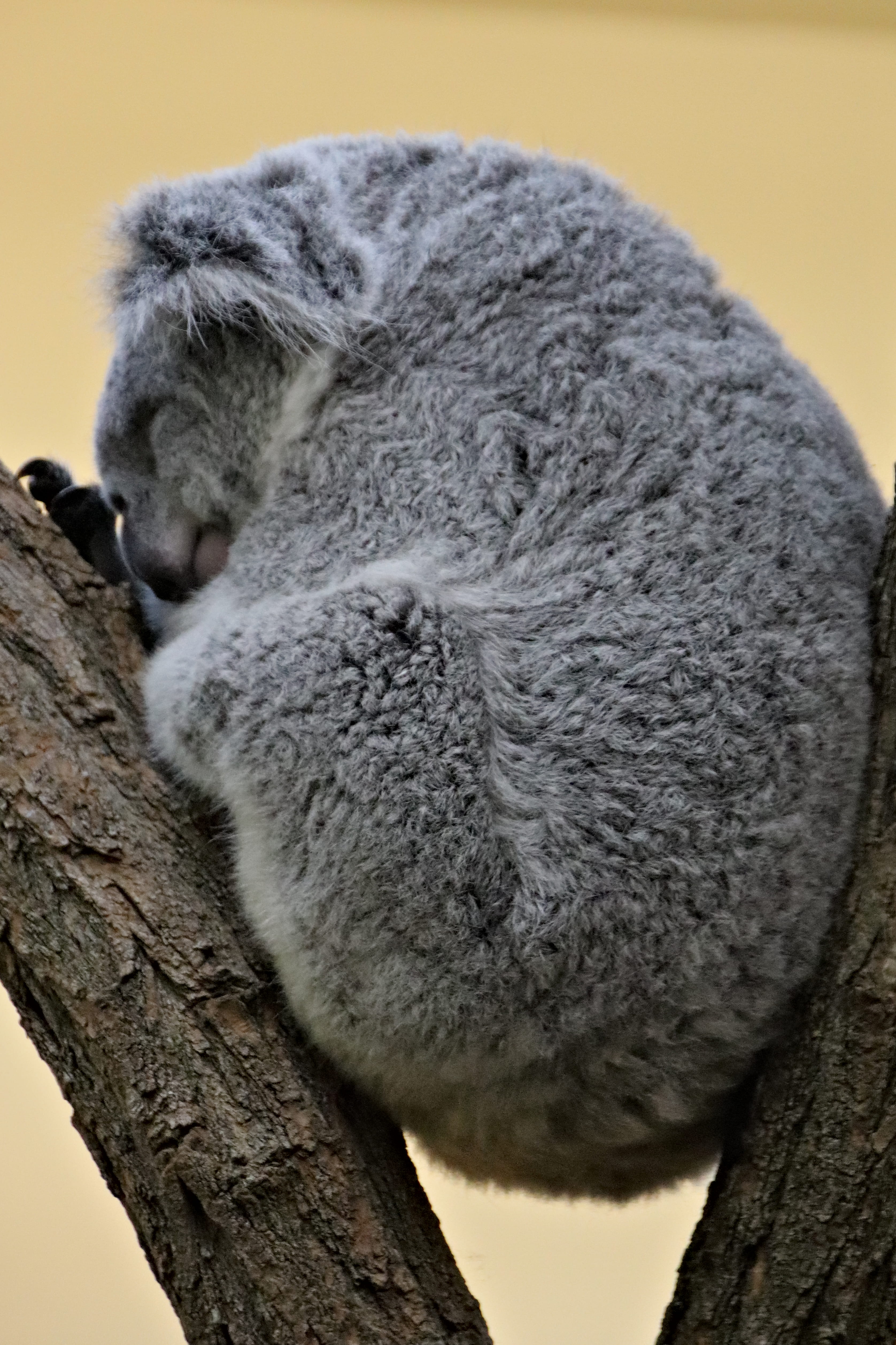 tree trunk, napping, no people, koala, branch, marsupial, mammal, nature, resting, close-up, eyes closed, animals in the wild, alpaca, gray, zoo schönbrunn, Phone HD Wallpaper