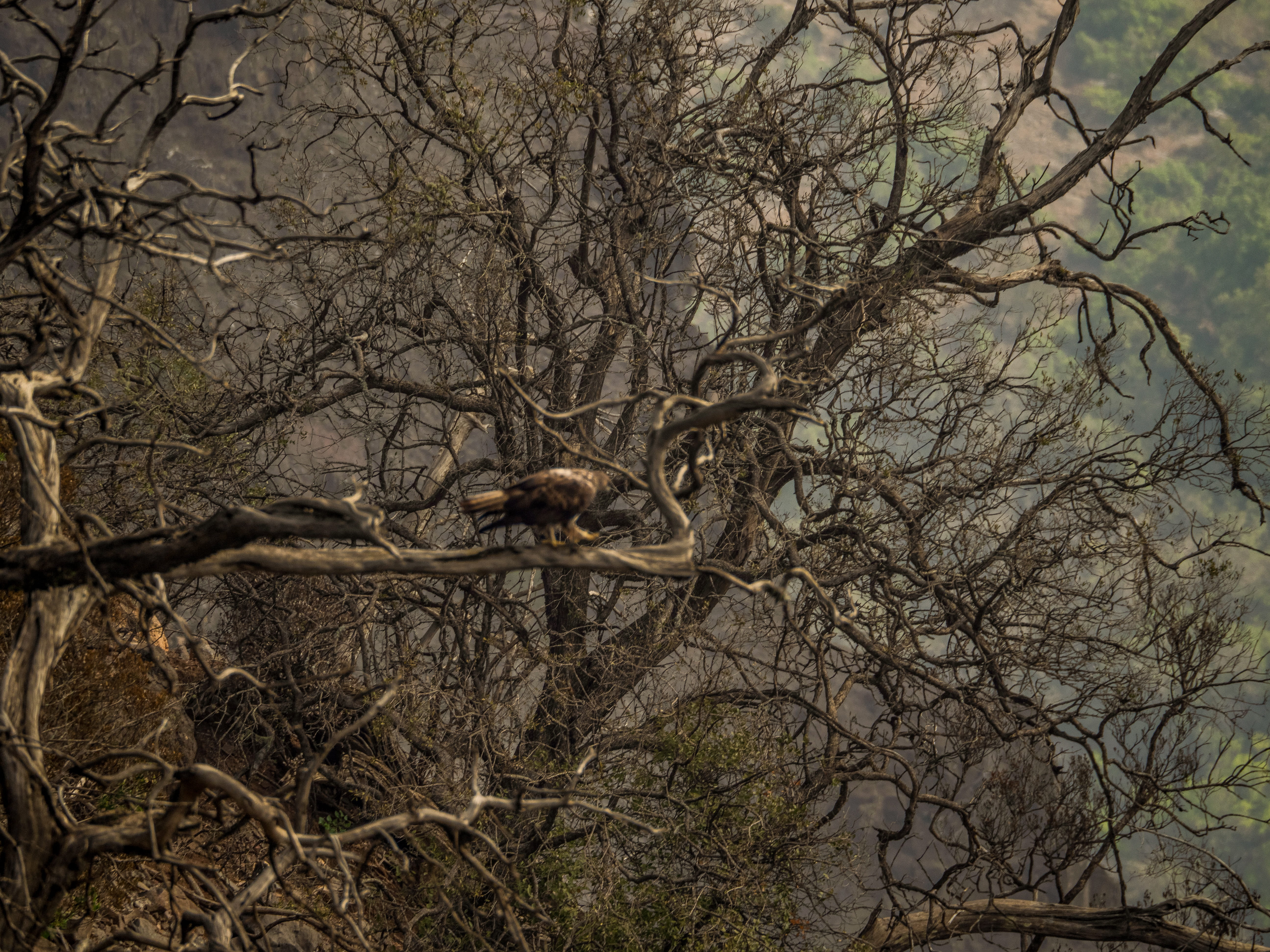 tree, deer, giant panda, lion, bird, vertebrate, koala, outdoors, bare tree, mammal, home decor, branch, animal, lesser panda, elk, day, tree trunk, accipiter, HD Wallpaper