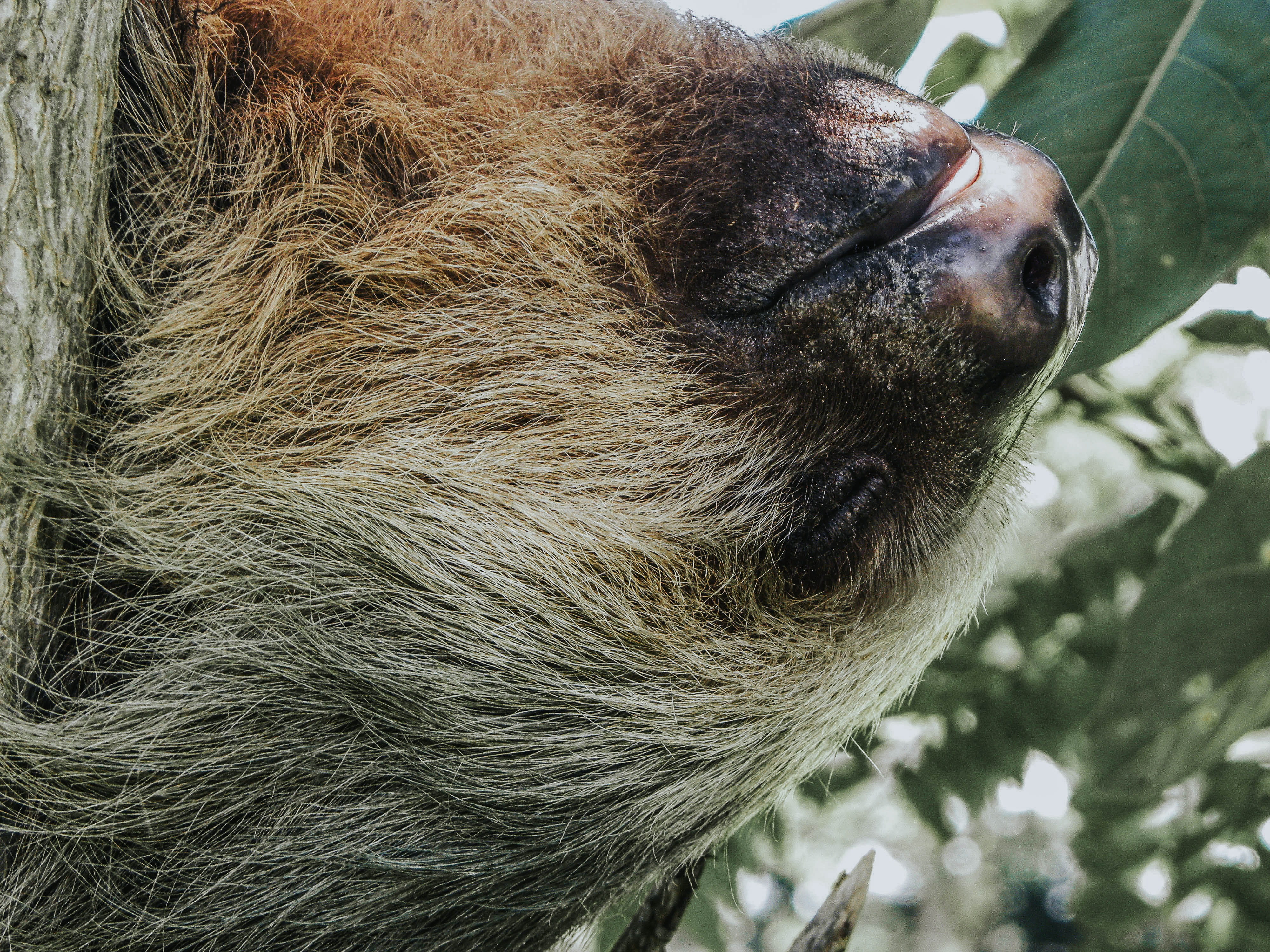 animal body part, day, boar, deer, coated, herbivorous, wildlife, head, monkey, pig, mammal, brown, hog, arrow, vertebrate, gray, outdoors, focus on foreground, HD Wallpaper