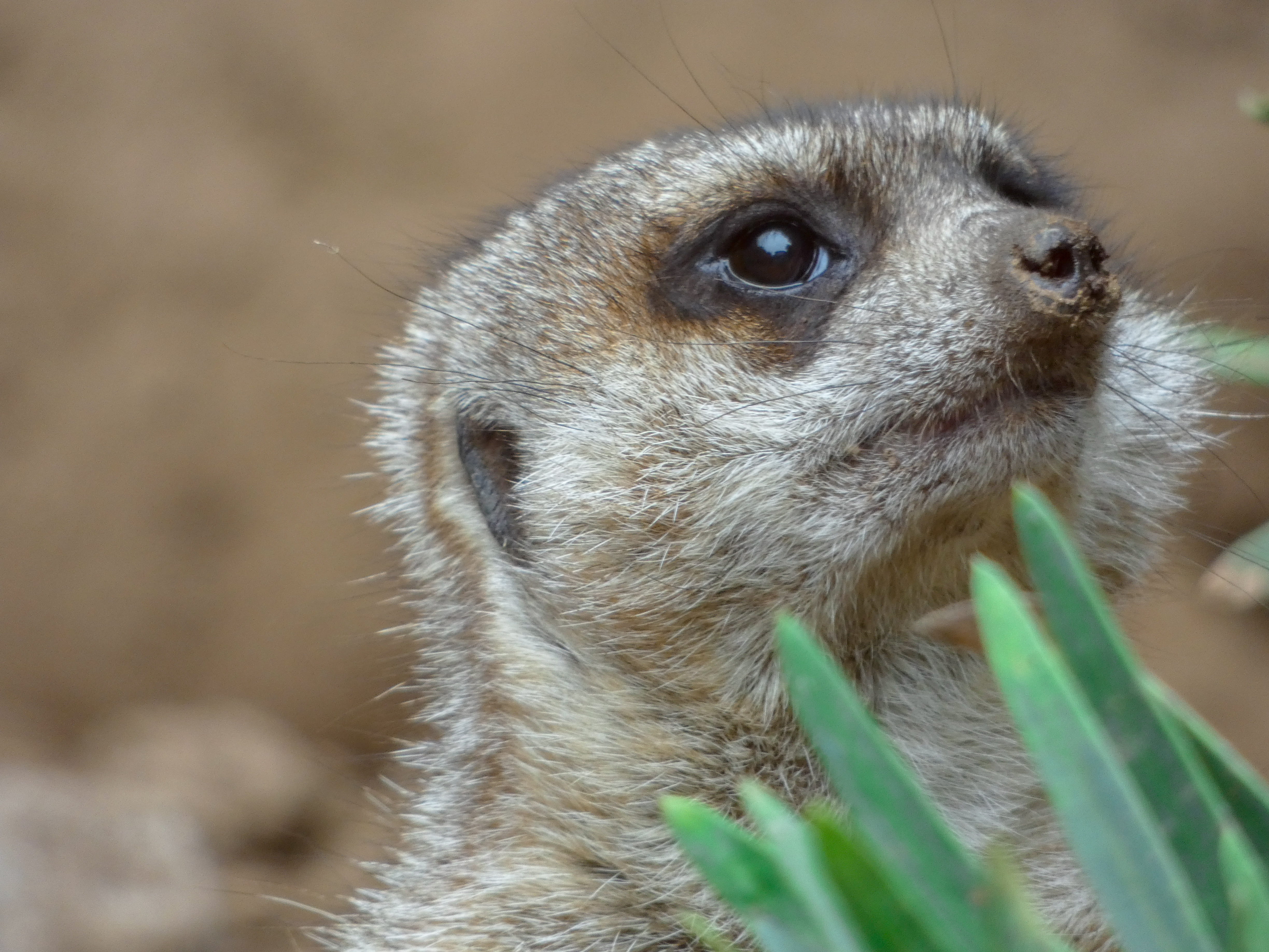 wildlife, portrait, pet, looking, day, outdoors, ground, antelope, animals in the wild, no people, head, animal body part, weasel, nature, animal eye, llama, HD Wallpaper