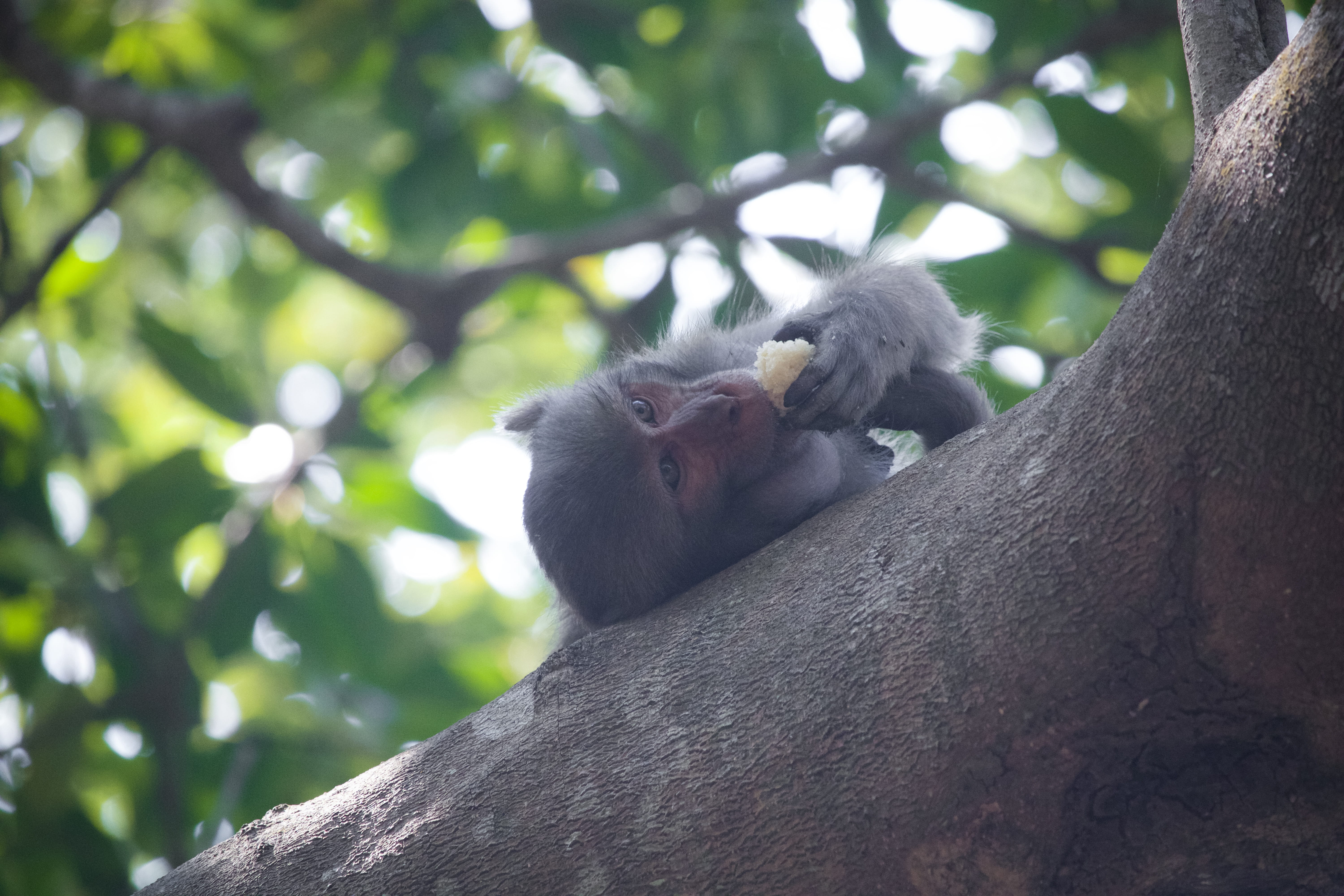 eating, eating monkye, animal, two animals, forest, selective, nature, lemur, bangladesh, day, mammal, animals in the wild, outdoors, animal family, ape, HD Wallpaper