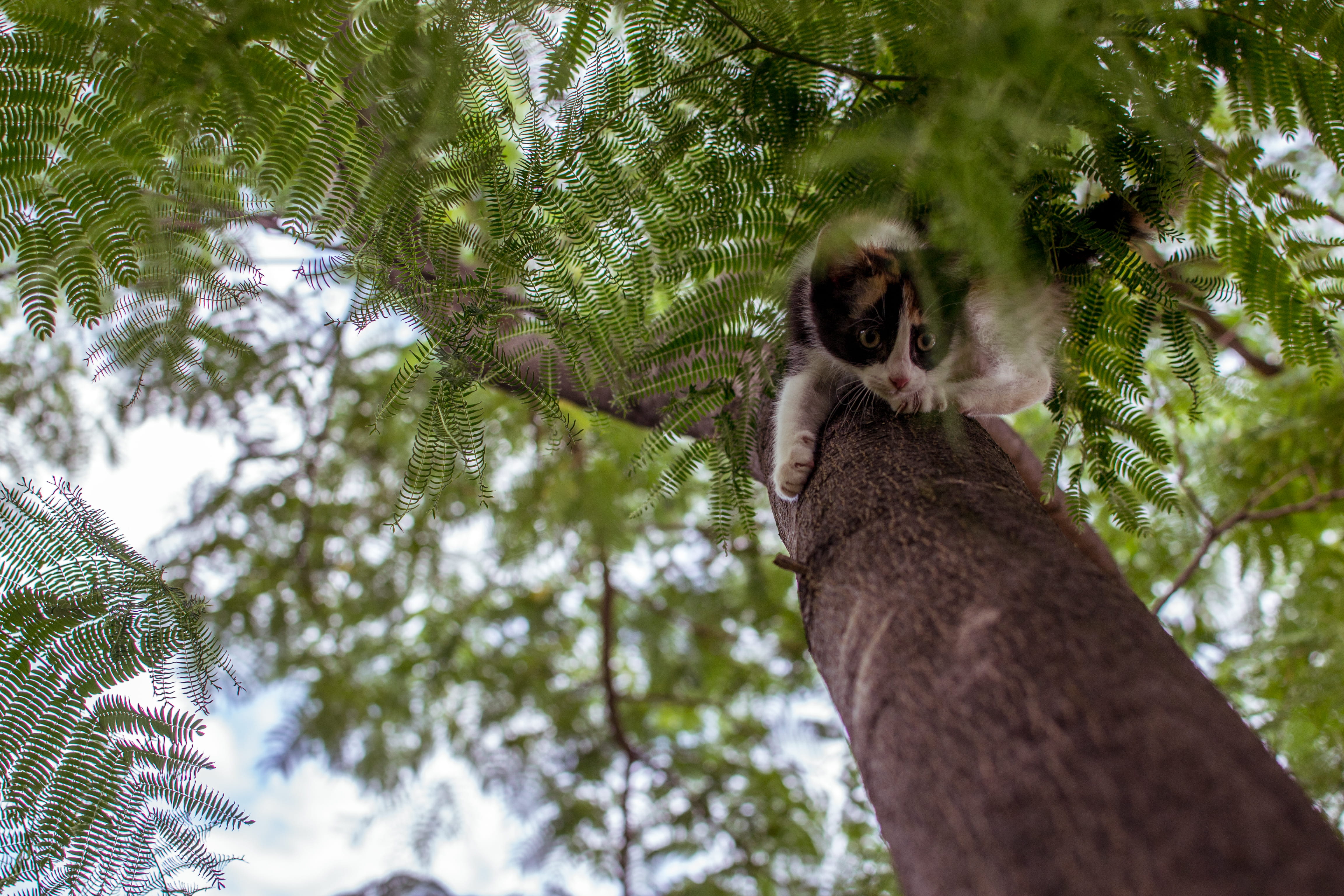day, cat, animal wildlife, sloth, three-toed sloth, branch, bush, tree, animal themes, climbing, pet, wildlife, animal, plant, land, one animal, animals in the wild, HD Wallpaper