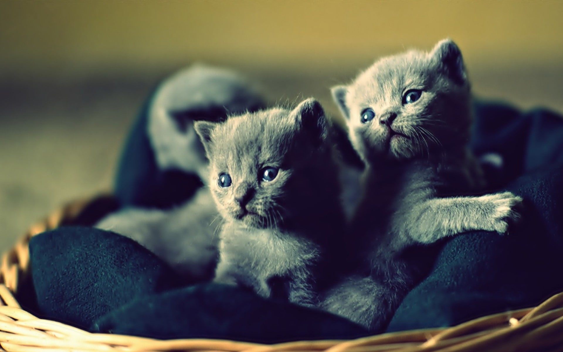 hd, kittens, cats, x, 1080P, animals, art, HD Wallpaper