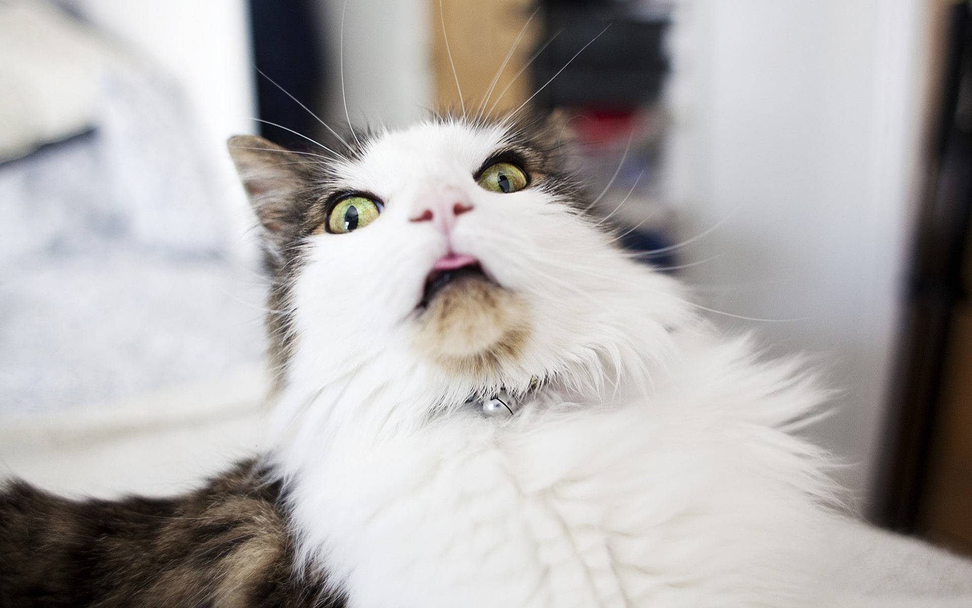 humor, funny, cat, wtf, 1080P, cats, HD Wallpaper