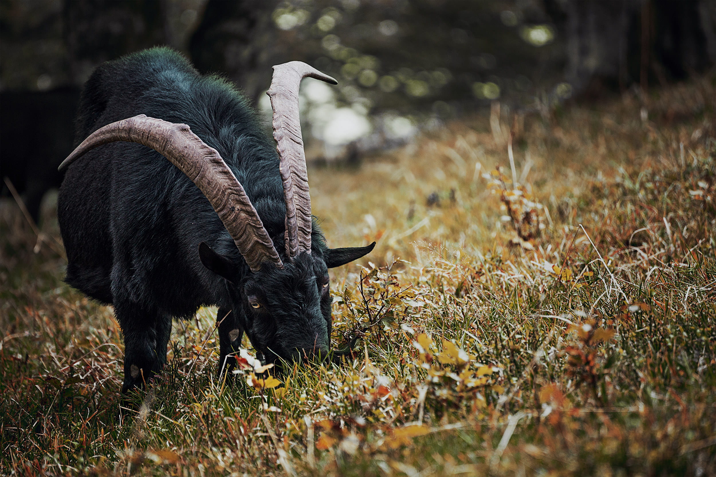 domestic animals, outdoors, livestock, selective focus, photography, close-up, vertebrate, black, wild, no people, selective, countryside, animal, horned, HD Wallpaper