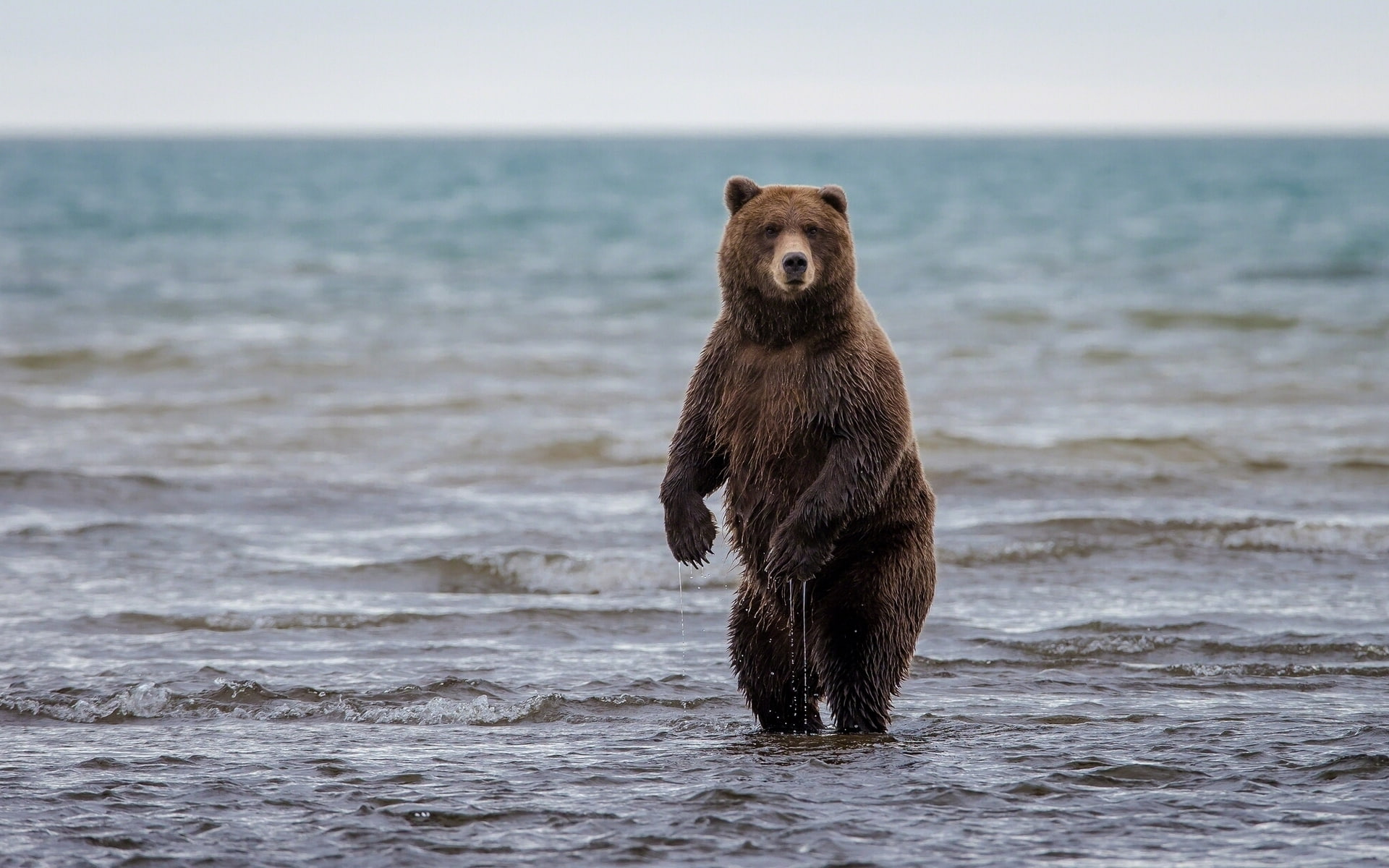 stand, 1080P, Lake Clark National Park, grizzly, bear, lake Clark, Alaska, HD Wallpaper