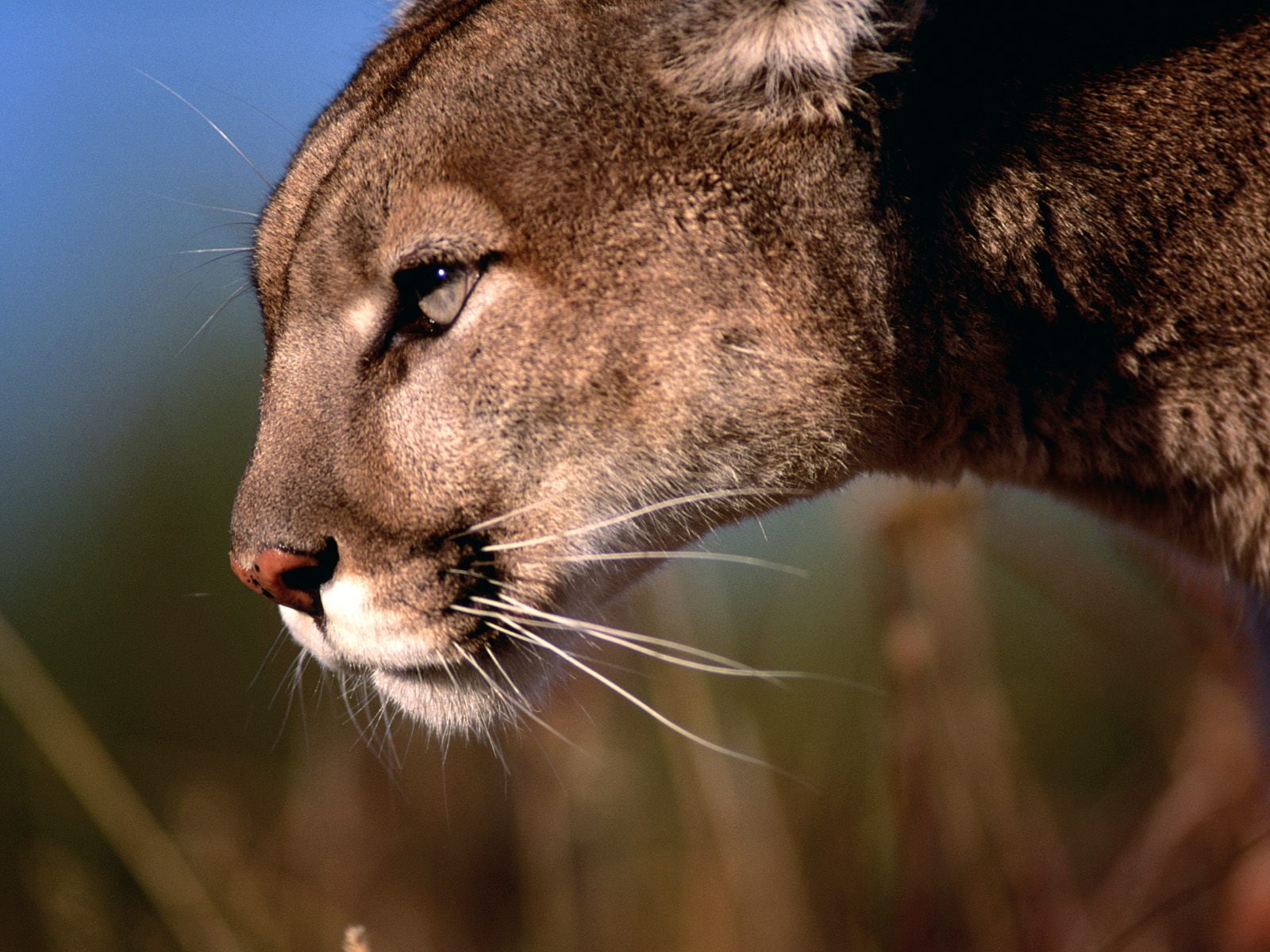 mountain lion, power, calm, king, mountain, lion, 720P, HD Wallpaper