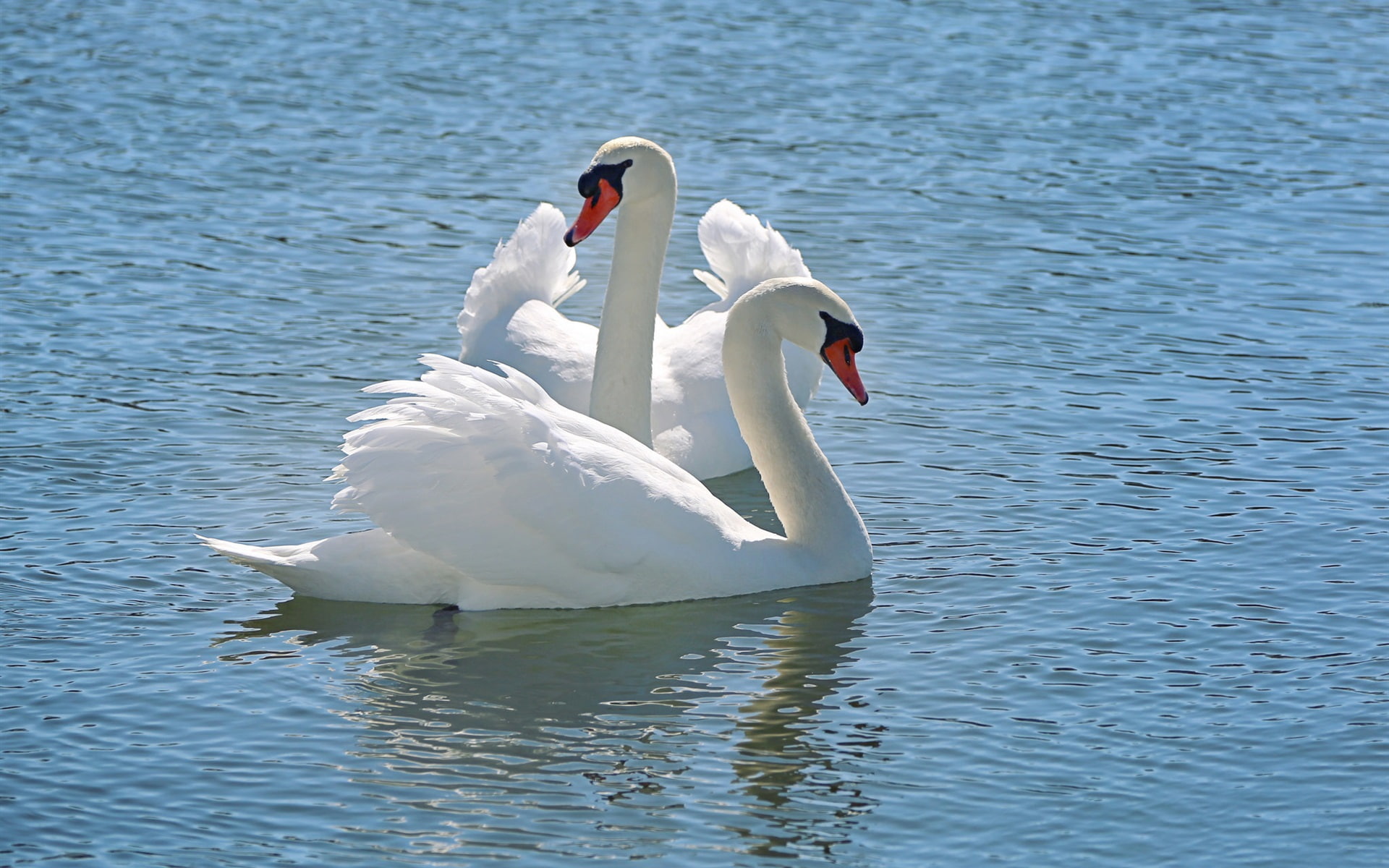 1080P, Lake, Swan, Water, White, HD Wallpaper