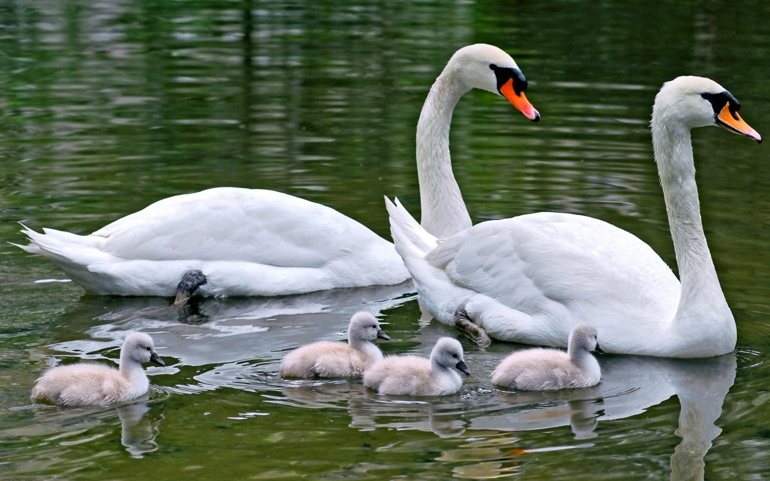bird, flock of birds, two, water, young, animals In The Wild, animal, floating on water, feather, animal family, no people, love, beak, beauty In Nature, HD Wallpaper