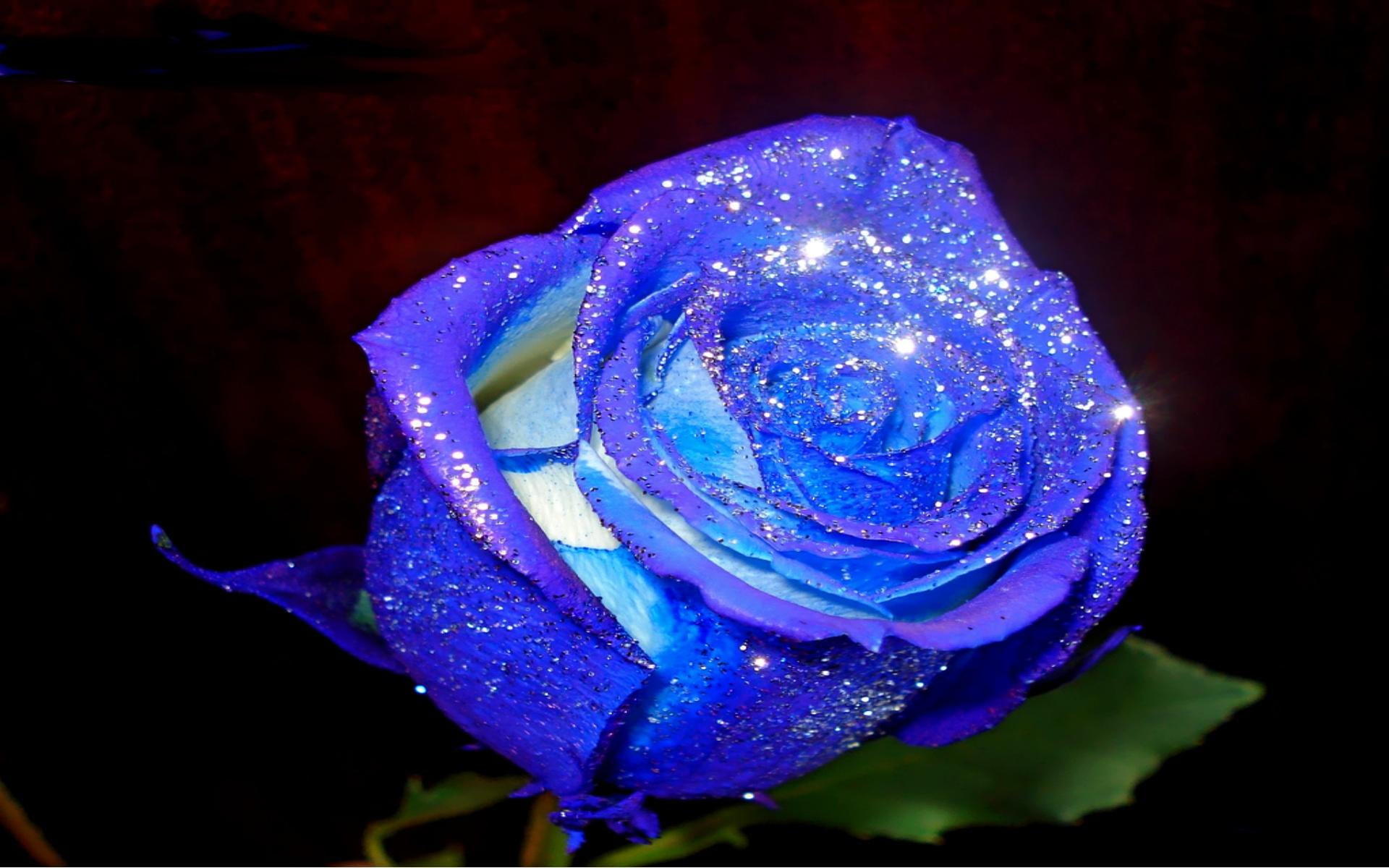 delication, abstract, blue, nature, romantic, sparkling, caring, lovely, roses, 1080P, beauty, desktopnexus, flower, special, 3d and abstract, HD Wallpaper