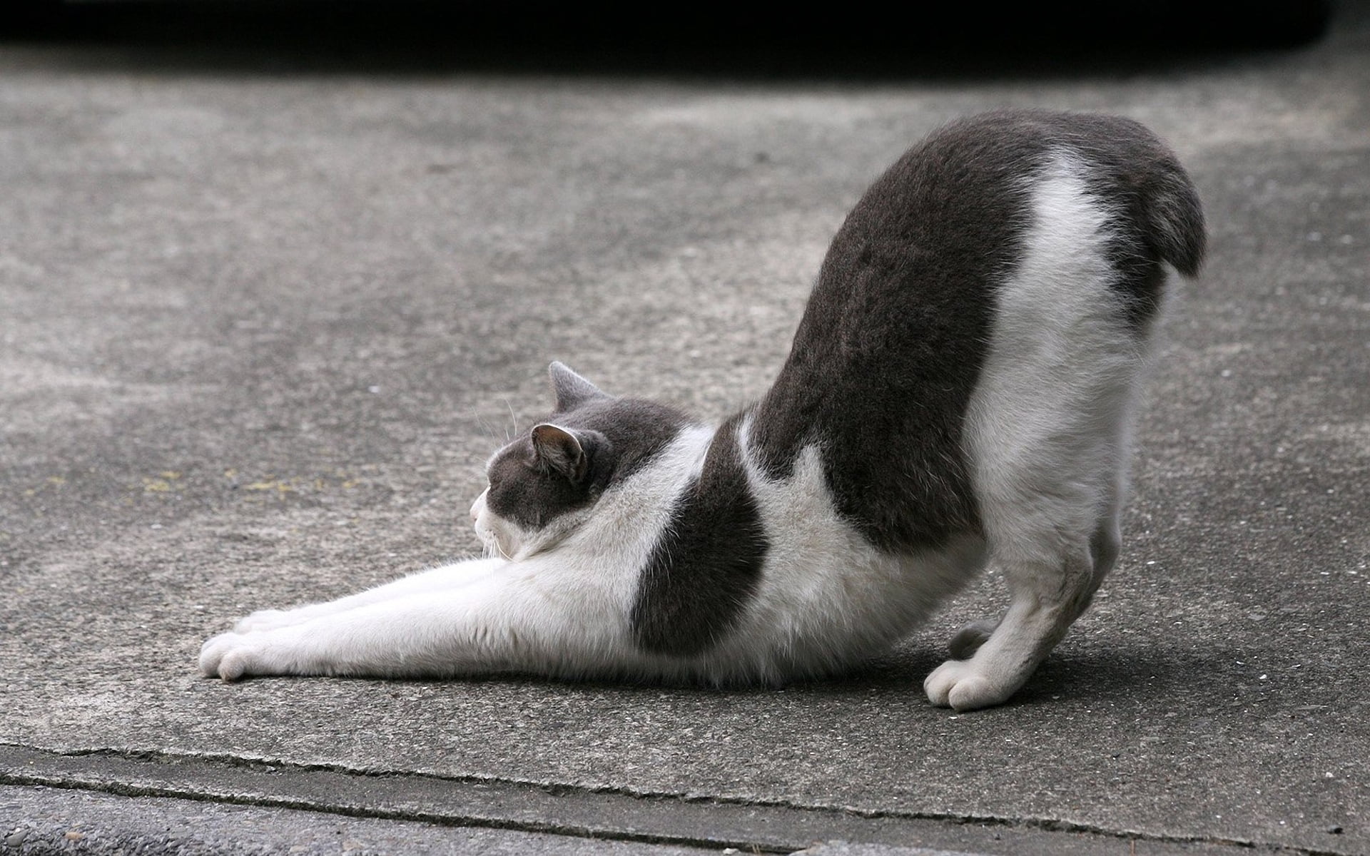 day, domestic Animals, vertebrate, backgrounds, kitten, one animal, street, mammal, white, black Color, sleeping, 1080P, catch up, young Animal, feline, HD Wallpaper