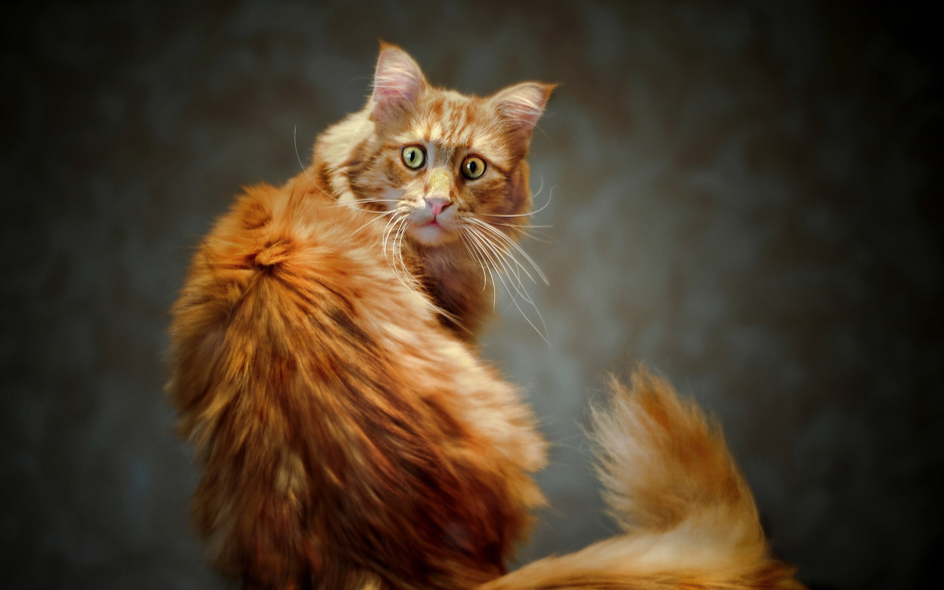 s, Cat, Tail, Eye, 1080P, eyes, HD Wallpaper