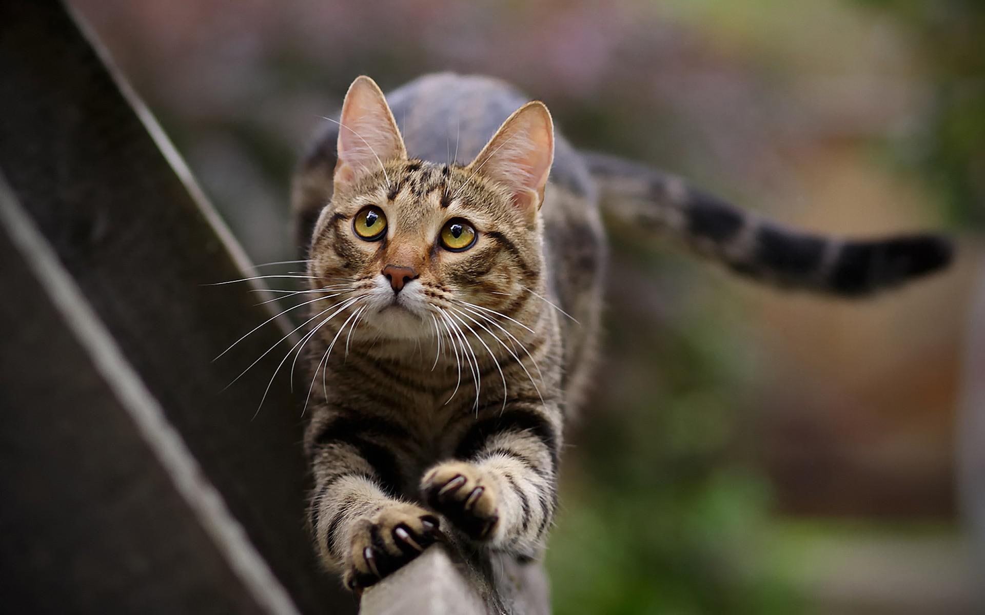 cat, tabby, best, 1080P, cats, brown, animals, pets, paws, tails, HD Wallpaper