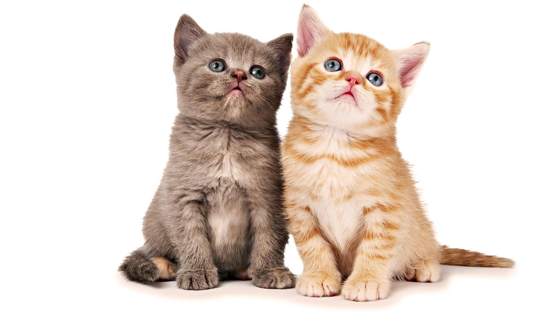 orange, animals, sweet, brown, tabby, animal, kitten, brothers, feline, posing, brother, 1080P, cats, HD Wallpaper