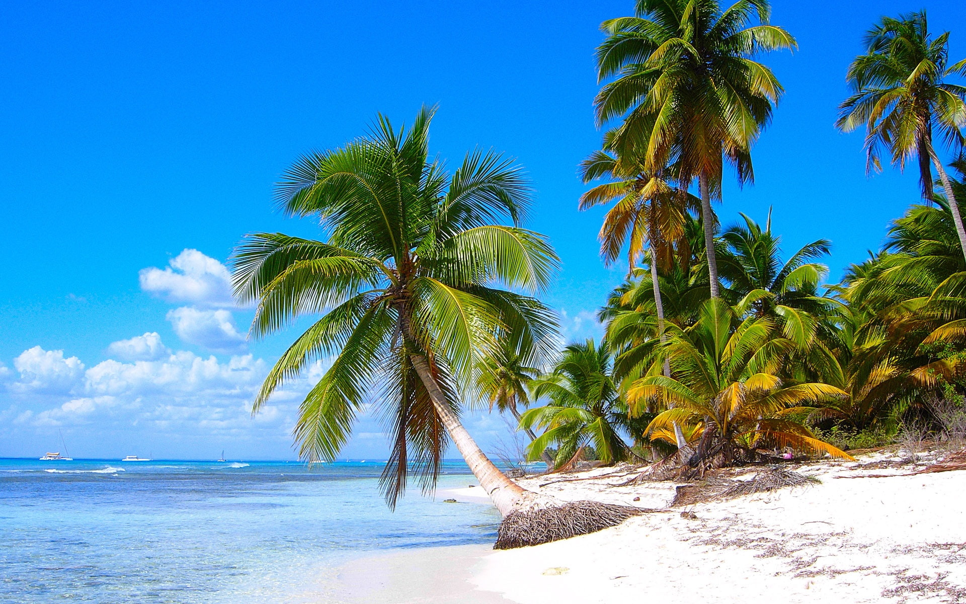 Coconut, Sandy, Scenery, Shore, Trees, Caribbean, 1080P, Sea, Beaches, HD Wallpaper