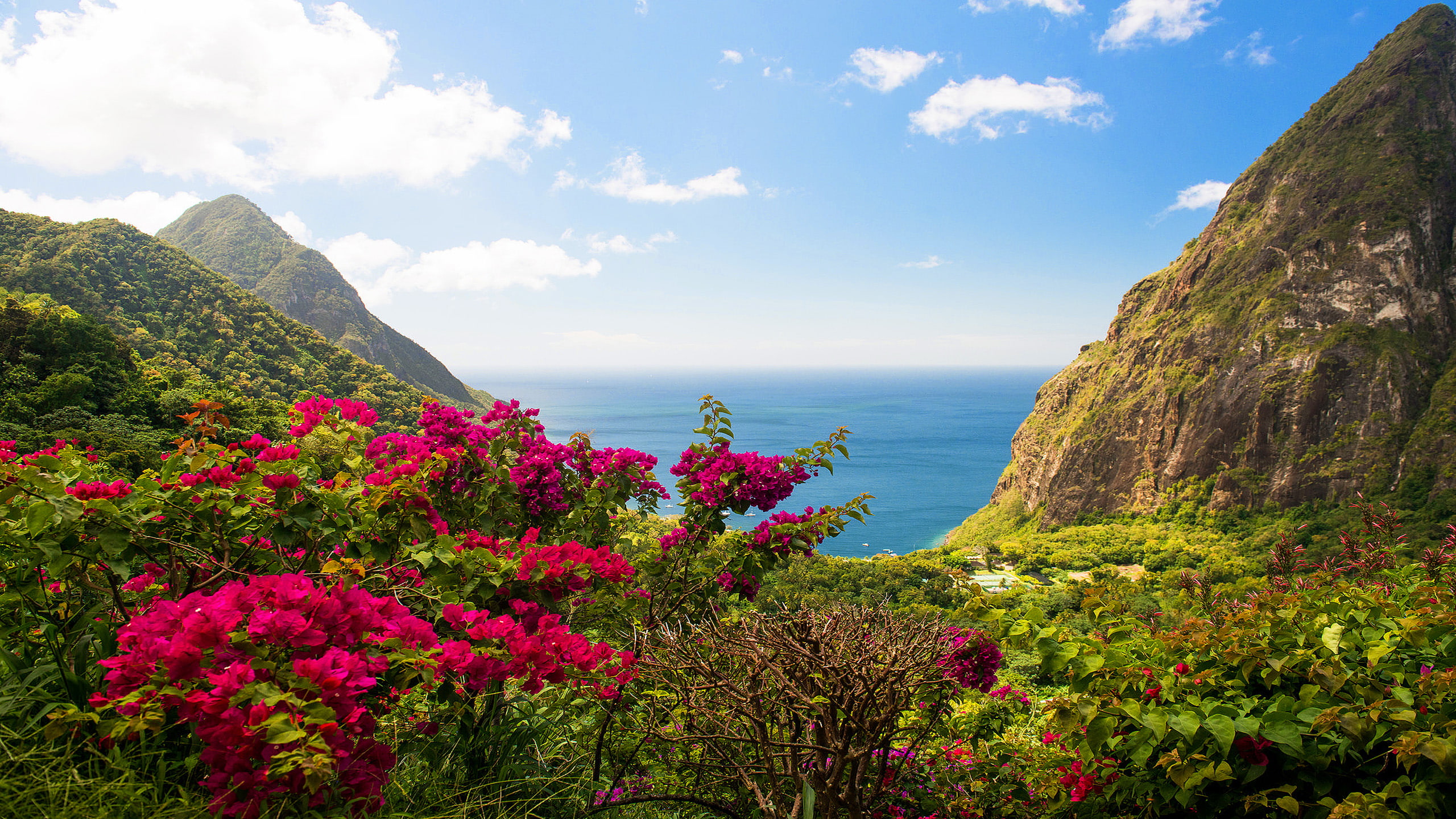 red, sea, islands, flowers, lucia, caribbean, hd, beach, leaves, saint, green, 2K, HD Wallpaper