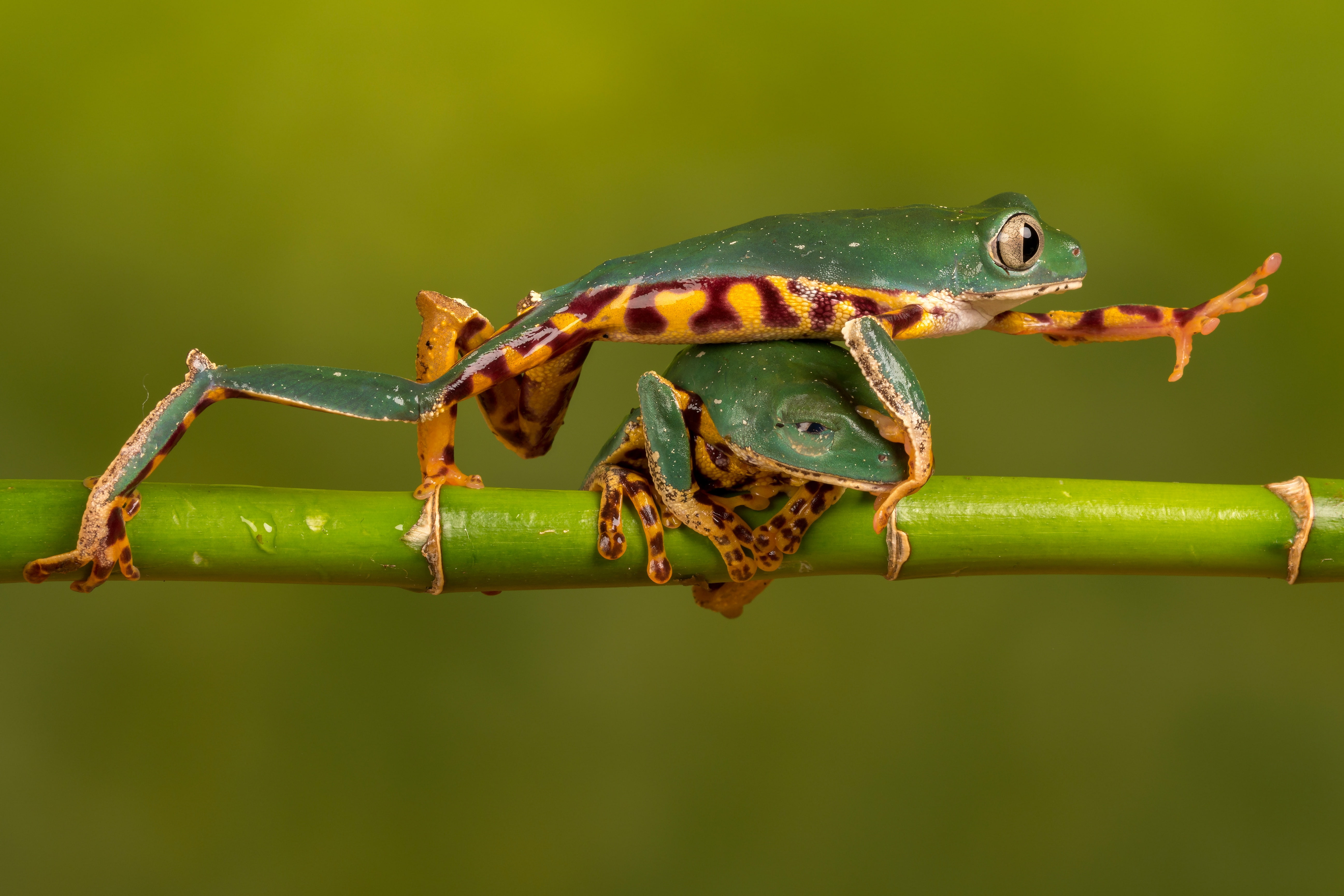 to go over the heads, greed has destroyed fraera, to win at any cost, nature, fauna, forward to victory, dendrobates, green, frog, macro, frogs, green background, HD Wallpaper