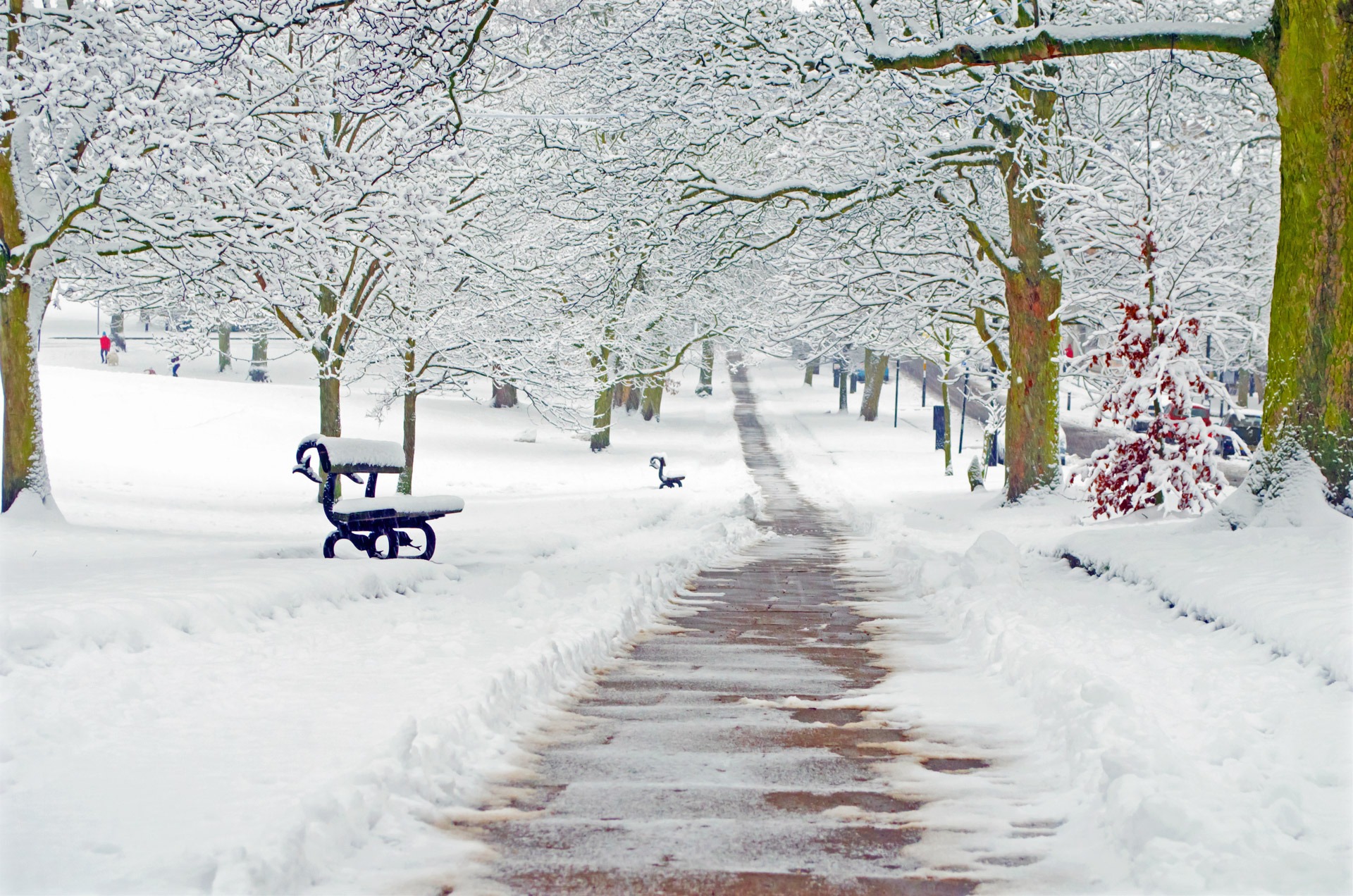 snow, tree, clear, christmas, snowed, covering, covered, 1080P, winter, frost, direction, park, the way forward, beauty in nature, extreme weather, branch, HD Wallpaper