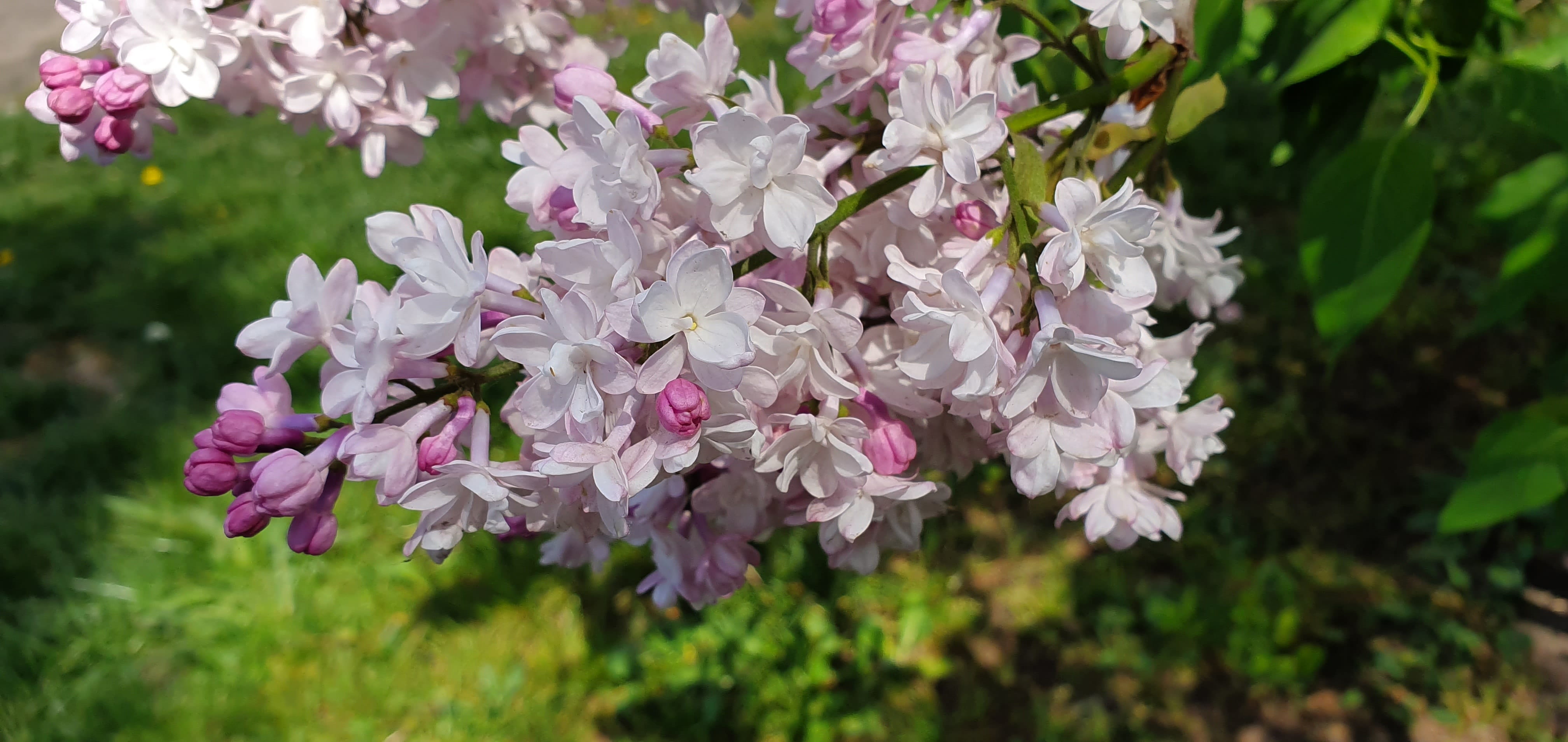 close-up, white, growth, blossom, pink, pink color, green, focus on foreground, the lilac bush, petal, spring, outdoors, bush, flower head, plant, picnic, HD Wallpaper