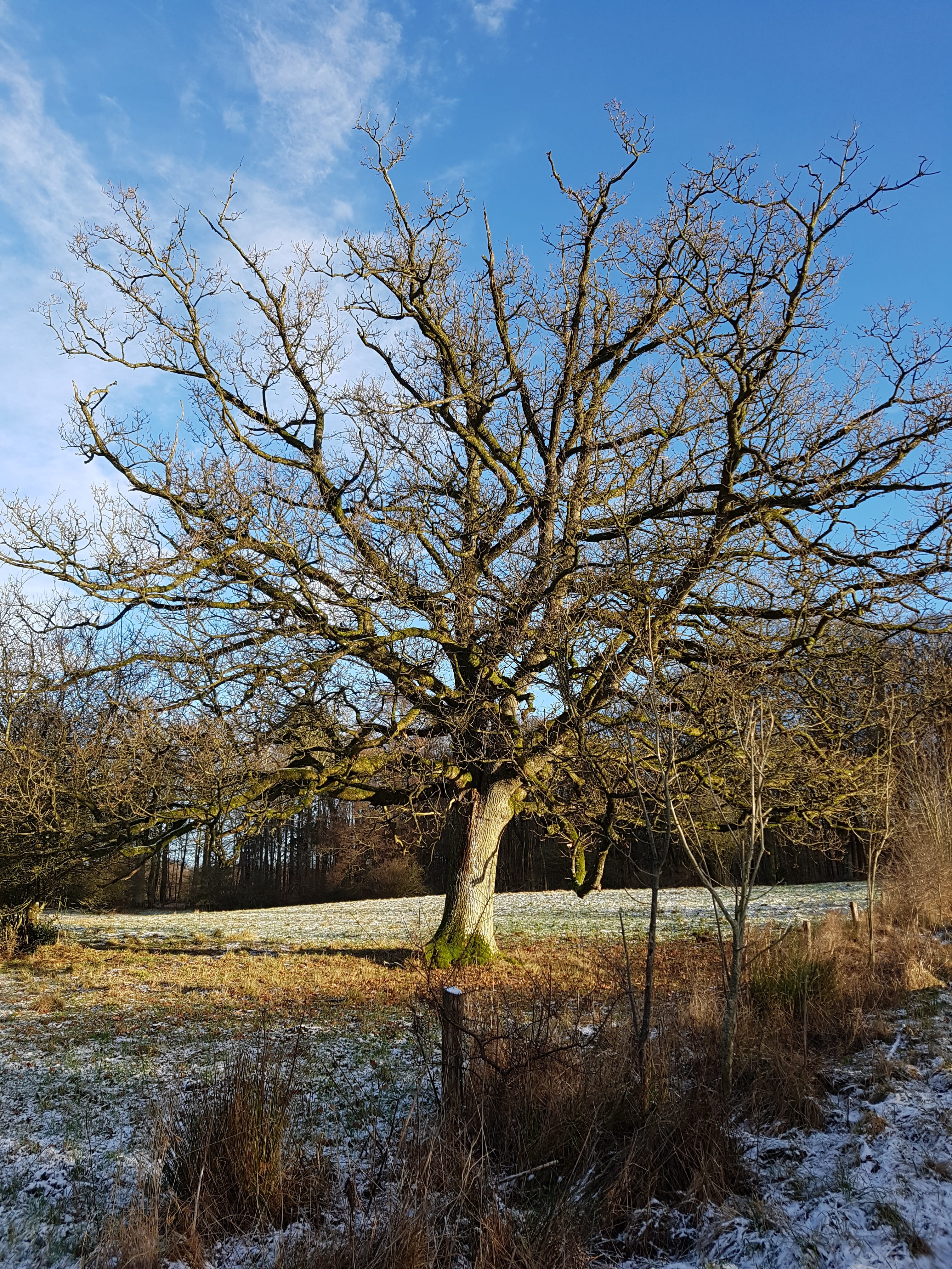 oak, bark, sky, cloud - sky, non-urban scene, woodland, Oak Tree, growth, plant, tranquil scene, Oak, scenics - nature, bare tree, nature, no People, blue, Phone HD Wallpaper