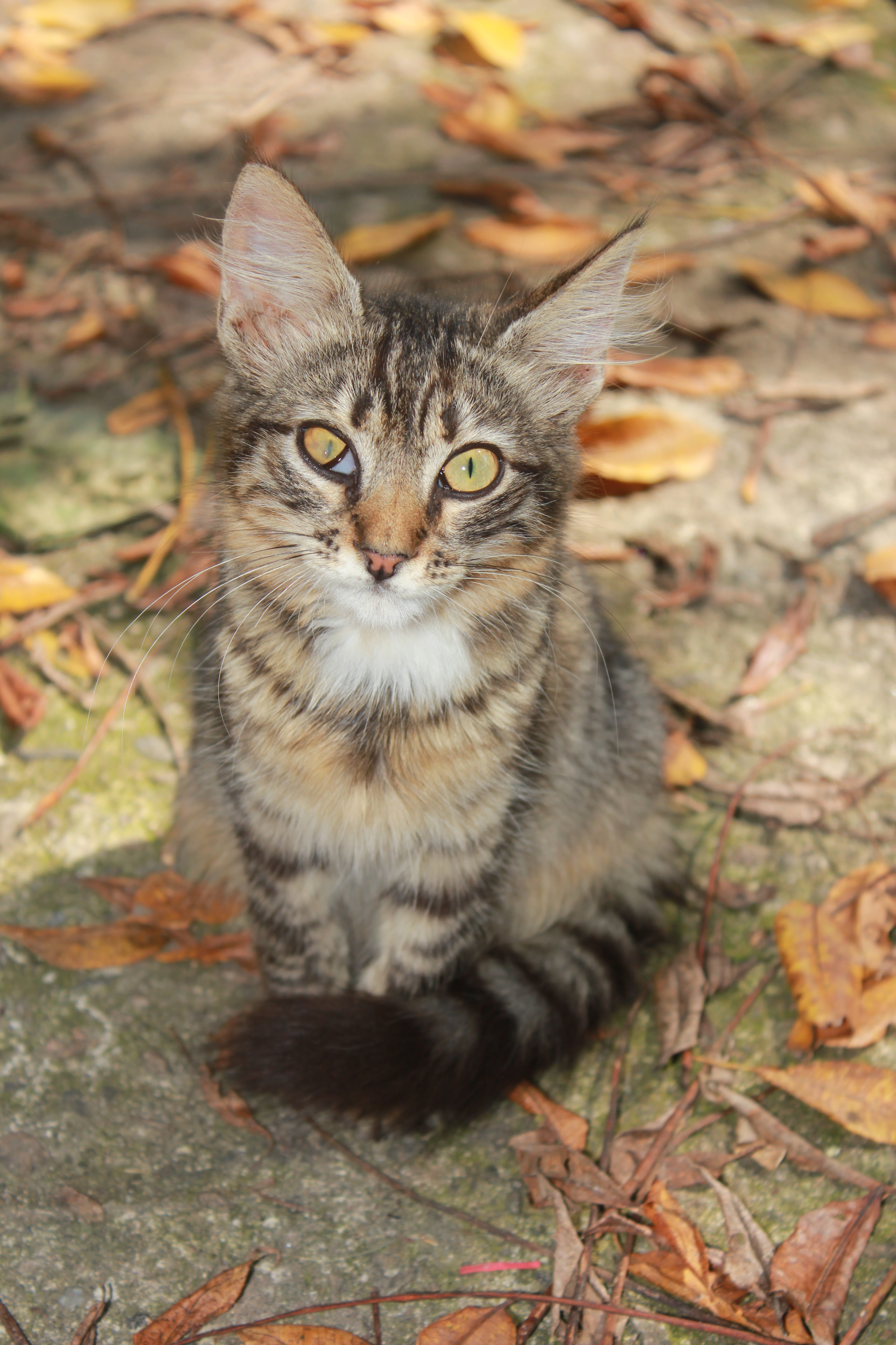 pet, whisker, 5K, nature, animal eye, mammal, Squint, domestic, without house, Cat, Backyard, one animal, yellow eyes, front view, looking at camera, feline, Phone HD Wallpaper