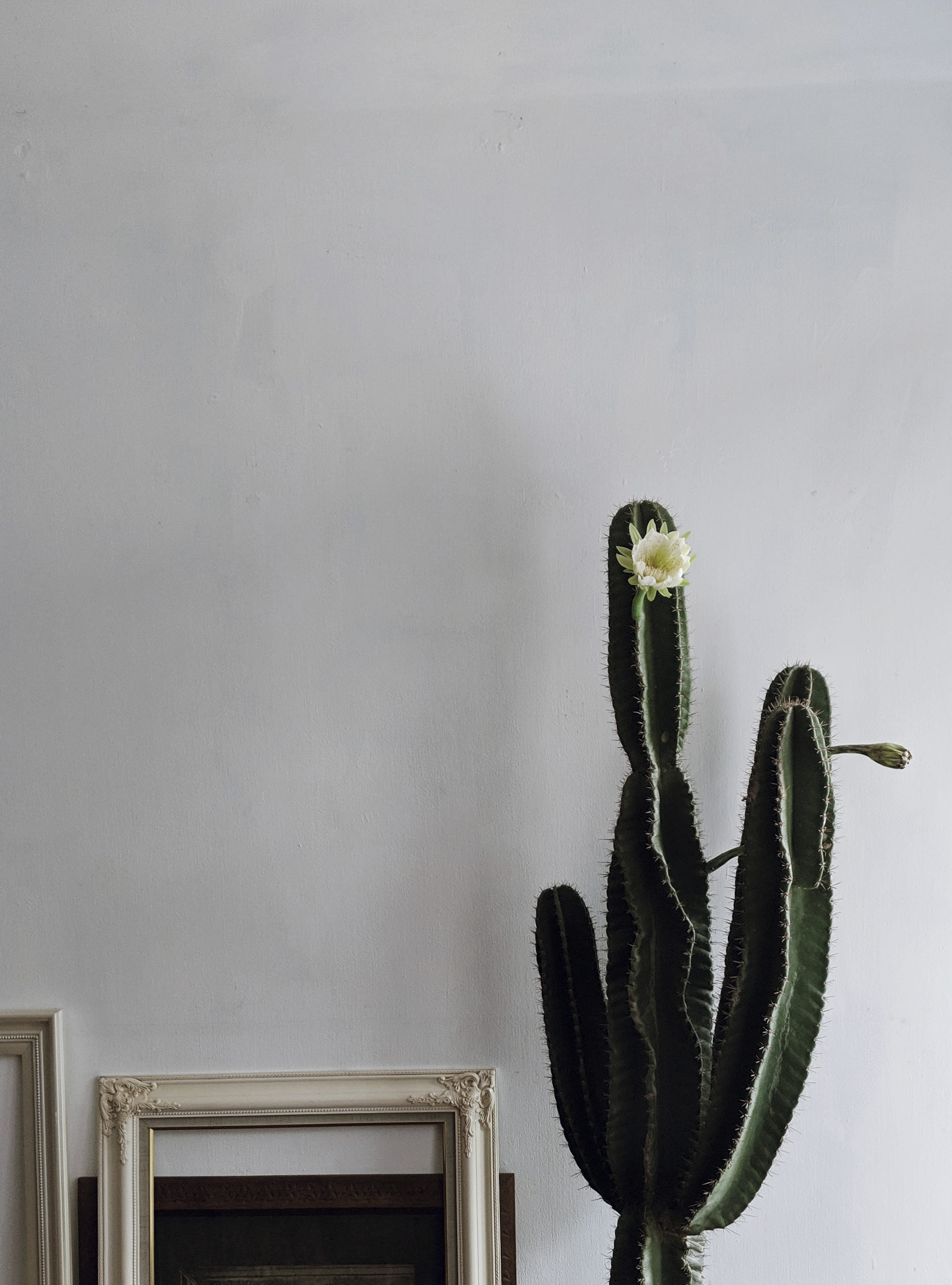 daylight, nature, cactus, beauty in nature, built structure, saguaro cactus, architecture, 2K, succulent plant, room, flower, blossom, succulent, minimal, Phone HD Wallpaper