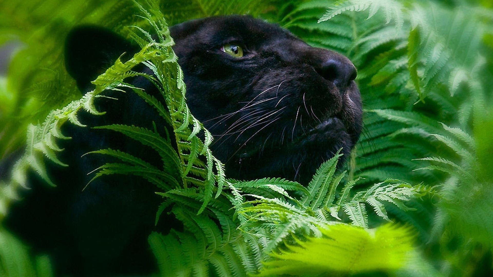 1080P, black panther, wildlife, panther, green, blurry, HD Wallpaper