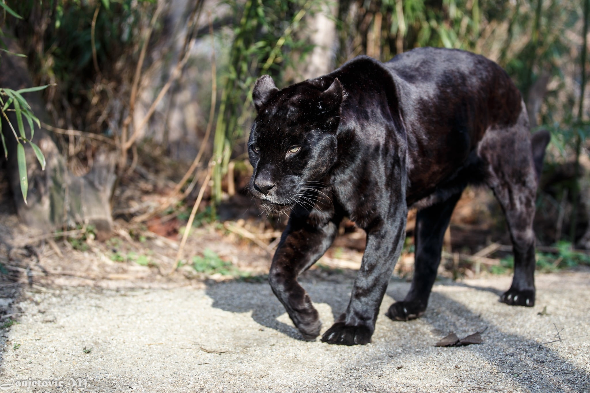 domestic animals, animal wildlife, nature, day, jaguar, tree, no people, animals In The Wild, feline, one Animal, panther, outdoors, looking, focus on foreground, HD Wallpaper