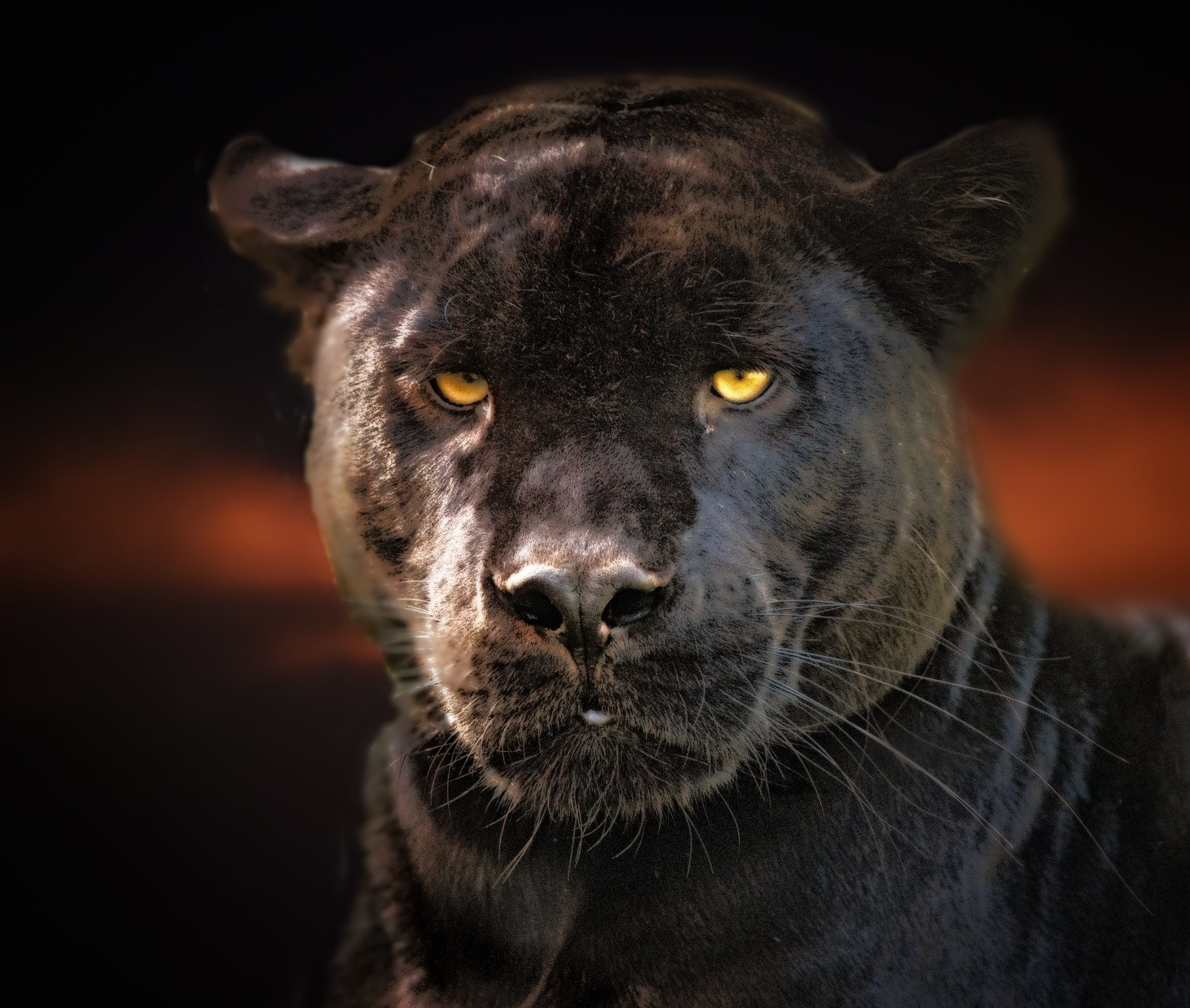 whisker, animal themes, black background, animal, animal head, panther, studio shot, no people, indoors, vertebrate, animal wildlife, animal body part, HD Wallpaper