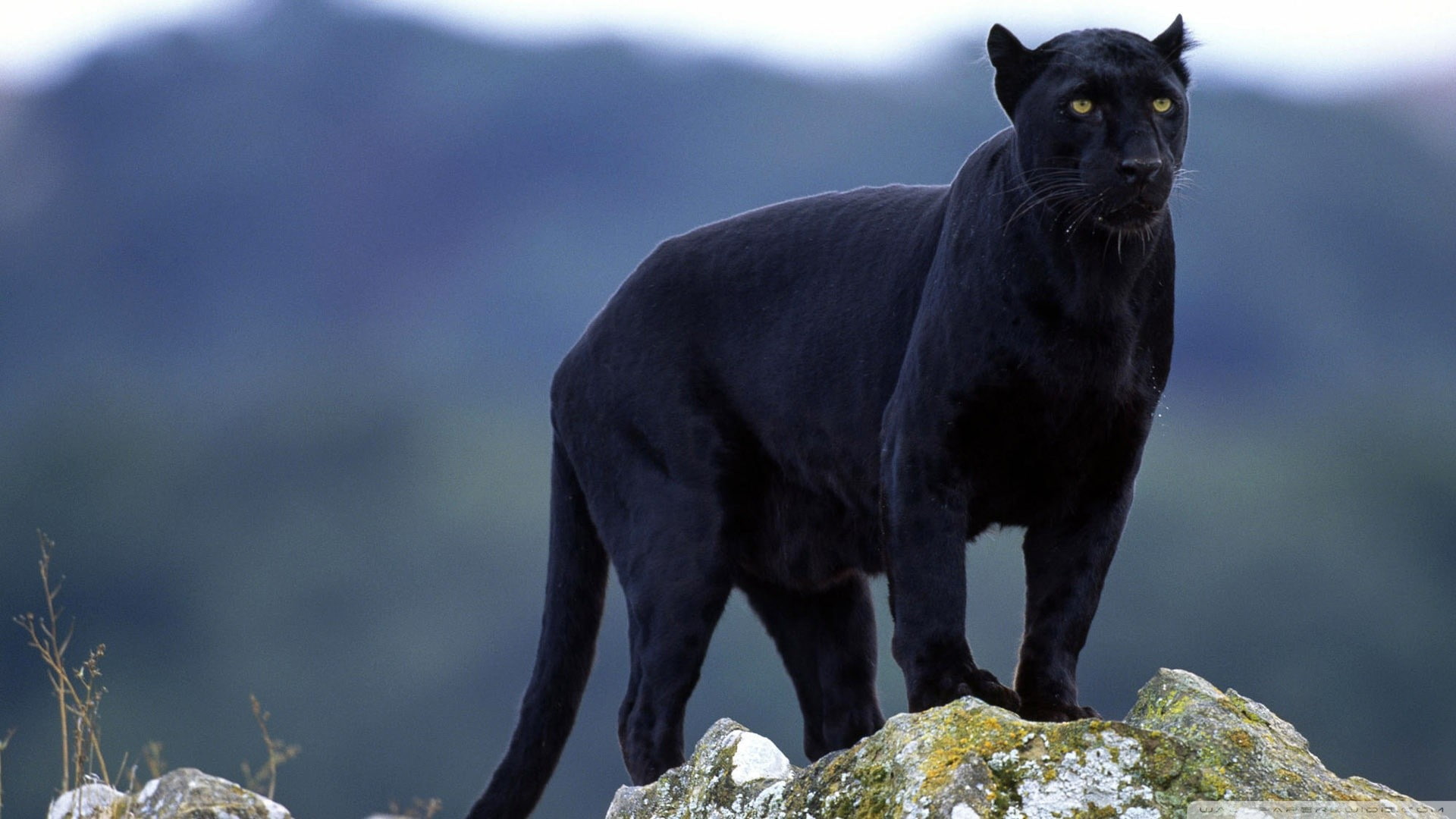animals, nature, 1080P, Black Panther, panthers, big cats, HD Wallpaper