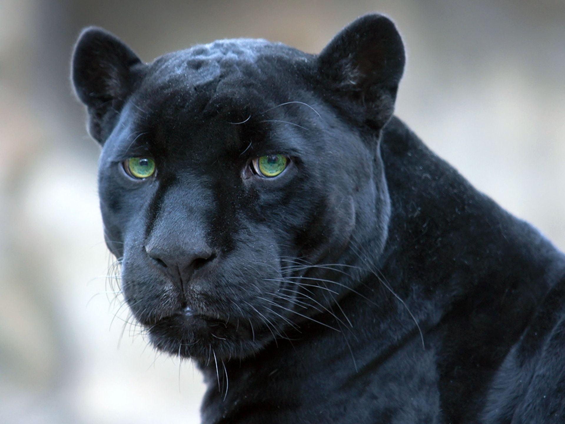 animal body part, animal Head, nature, mammal, black, domestic animals, black Color, close-up, fur, focus on foreground, animal, animal themes, animal Eye, HD Wallpaper