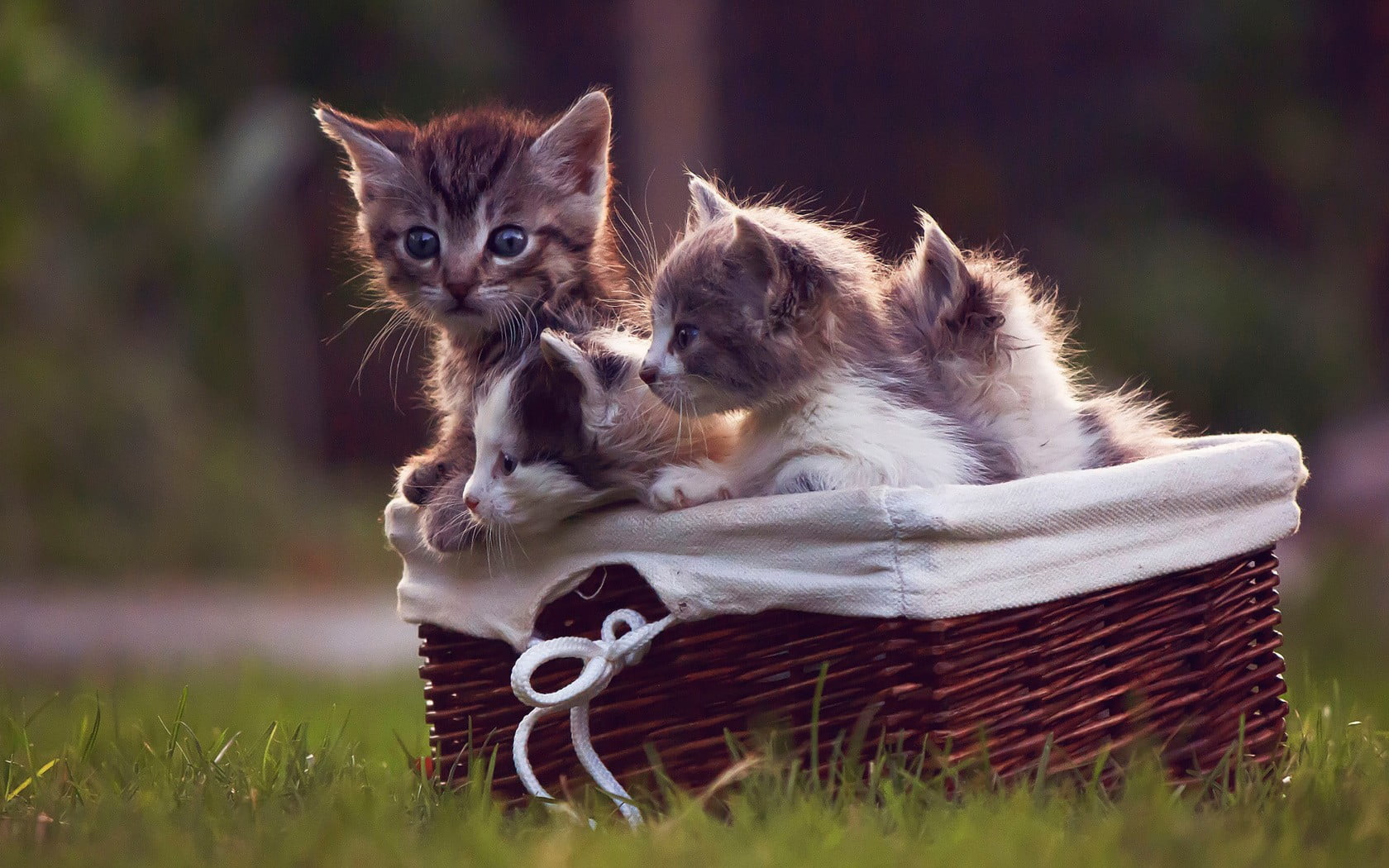 no people, kitten, domestic, vertebrate, baskets, animals, feline, maine coon cat, gray, looking at camera, mammal, cute, 720P, group of animals, grass, HD Wallpaper