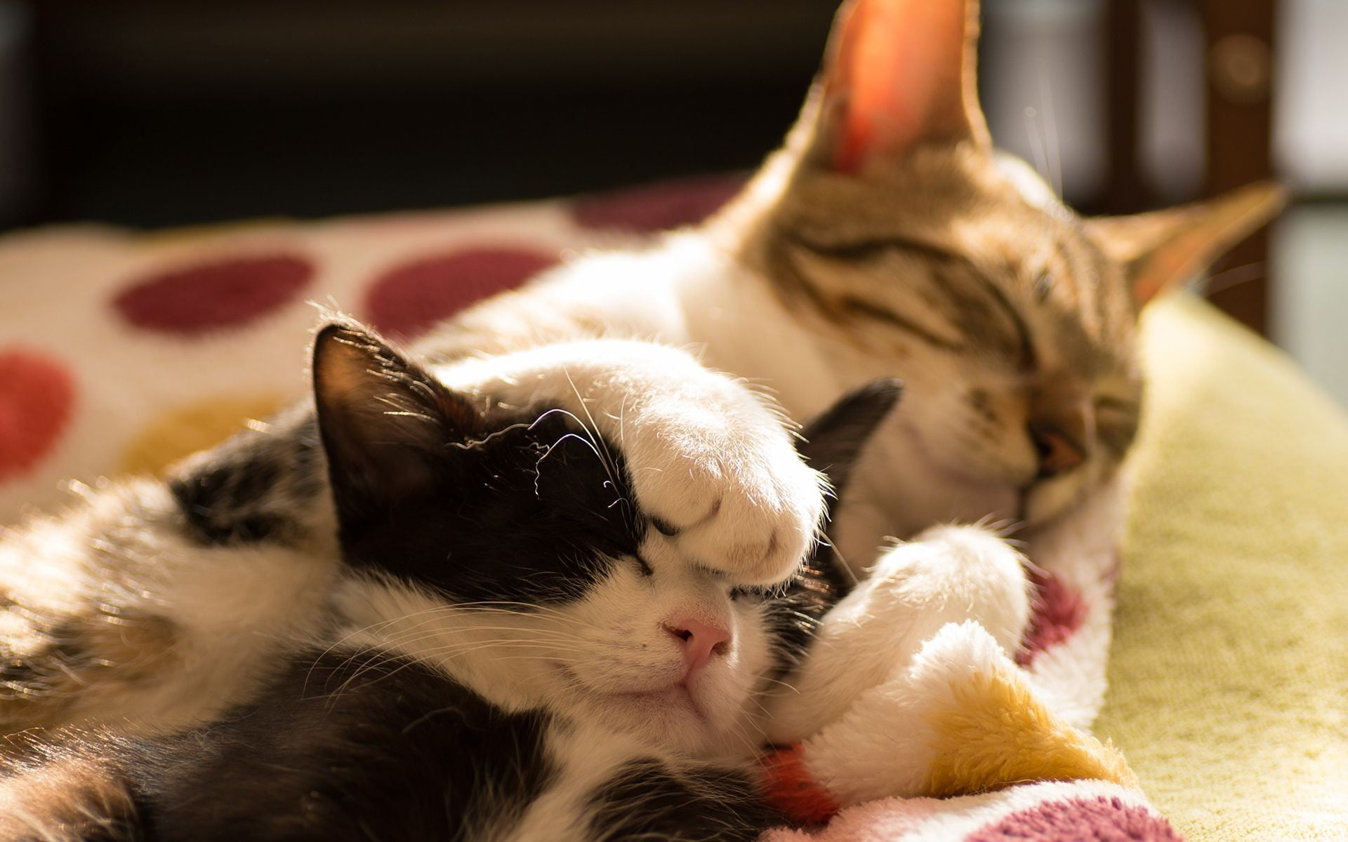 kitten, close-up, animal family, pets, indoors, gray, sleeping, cat, whisker, vertebrate, animals, animal themes, feline, 1080P, small, focus on foreground, HD Wallpaper