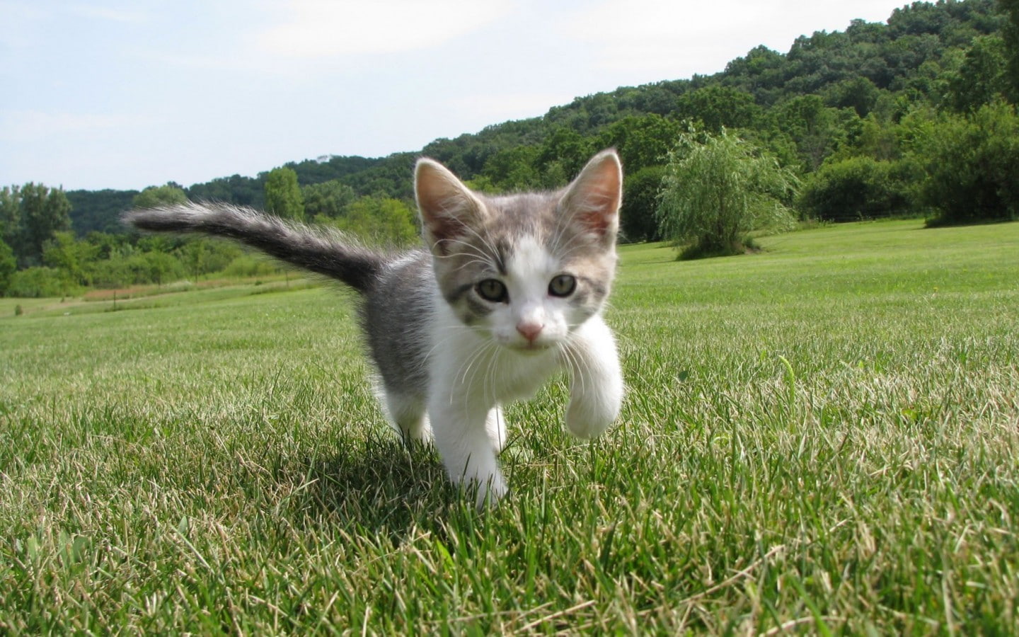 green color, feline, domestic animals, animals, outdoors, whisker, vertebrate, nature, domestic, white, plant, 720P, grass, pets, kitten, day, no people, HD Wallpaper