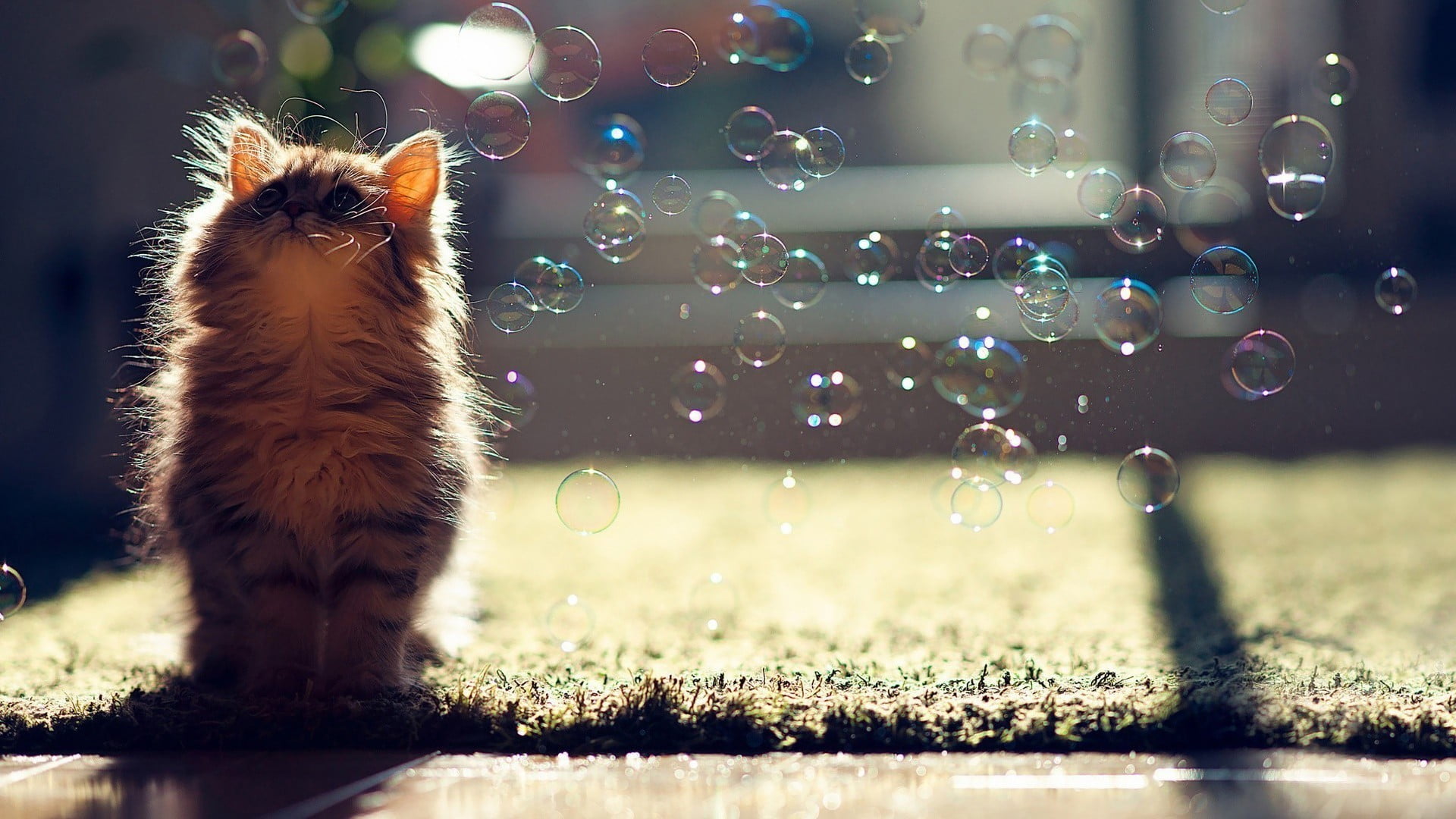 brown, no people, feline, plant, selective focus, mammal, nature, one animal, 1080P, kittens, domestic, animal themes, pets, vertebrate, cat, water, kitten, HD Wallpaper
