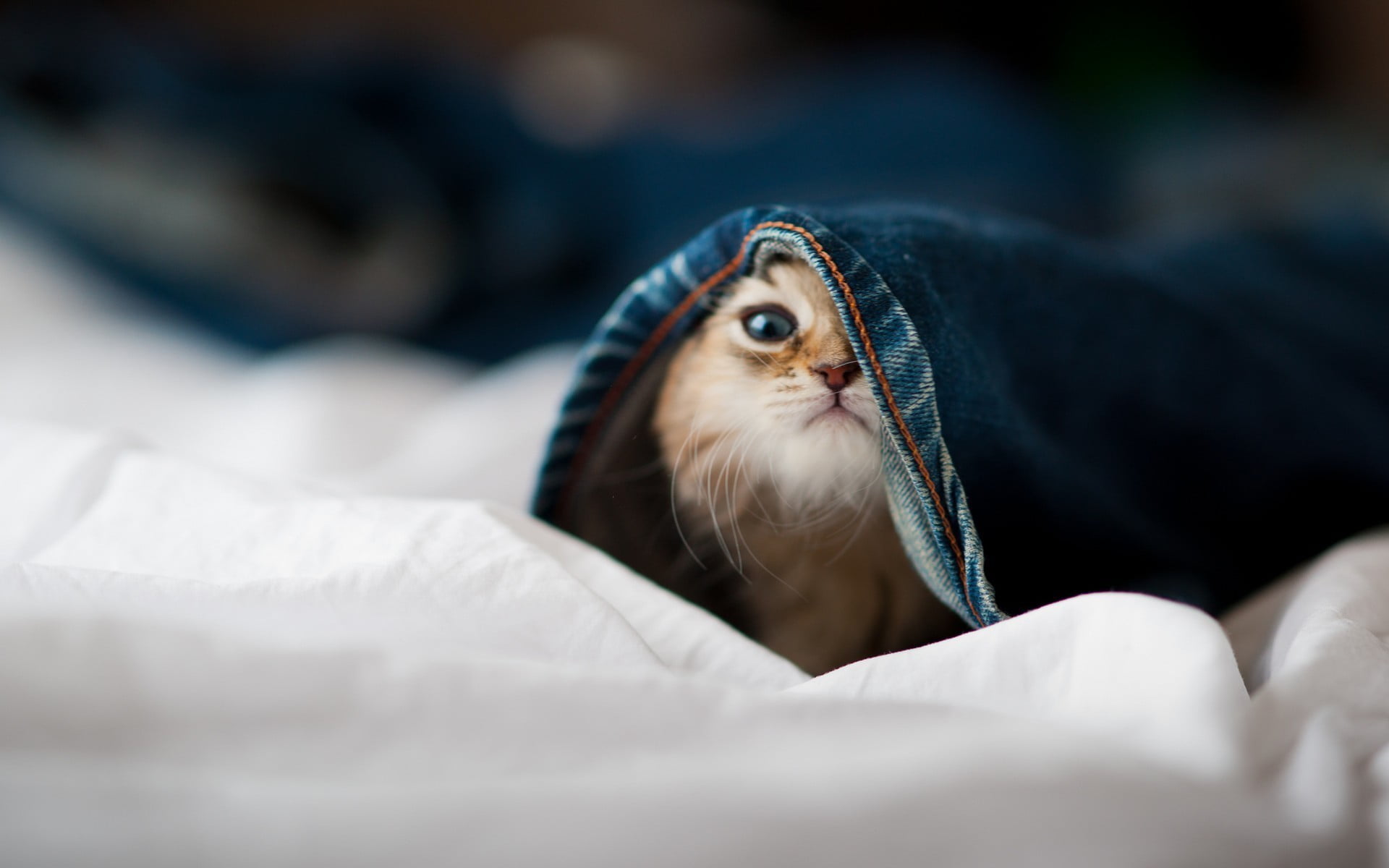 1080P, depth of field, portrait, mammal, domestic animals, indoors, close-up, animals, domestic, cat, animal, rodent, orange, pets, jeans, no people, Ben Torode, HD Wallpaper
