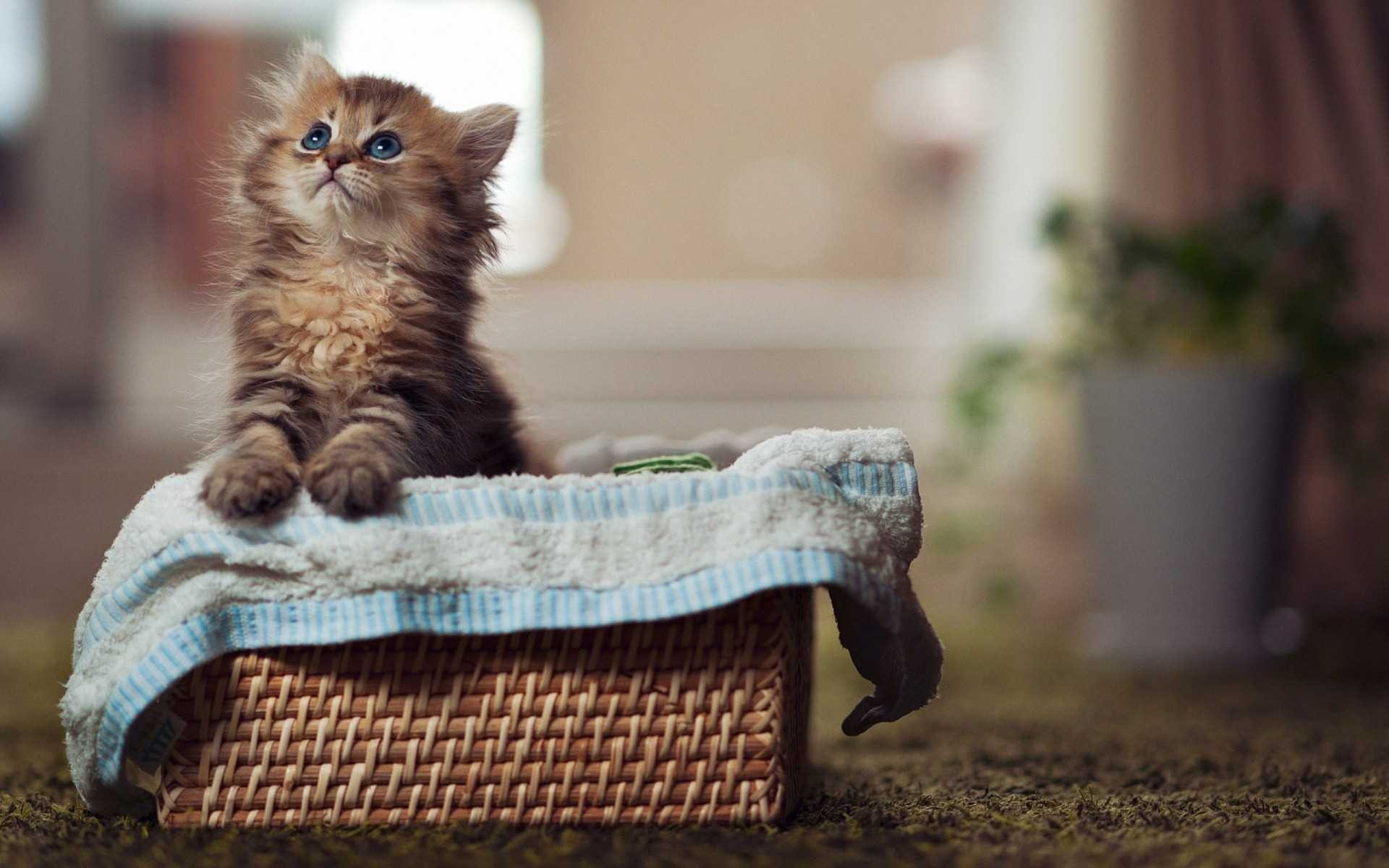 1080P, Ben Torode, cat, animals, kittens, HD Wallpaper