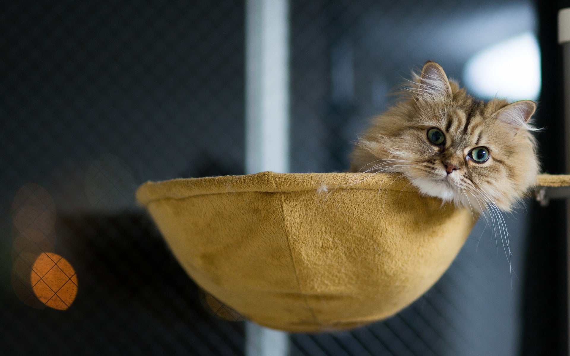 basket, feline, mammal, domestic cat, resting, cat, domestic, 1080P, hammocks, pets, looking at camera, one animal, animals, vertebrate, domestic animals, HD Wallpaper