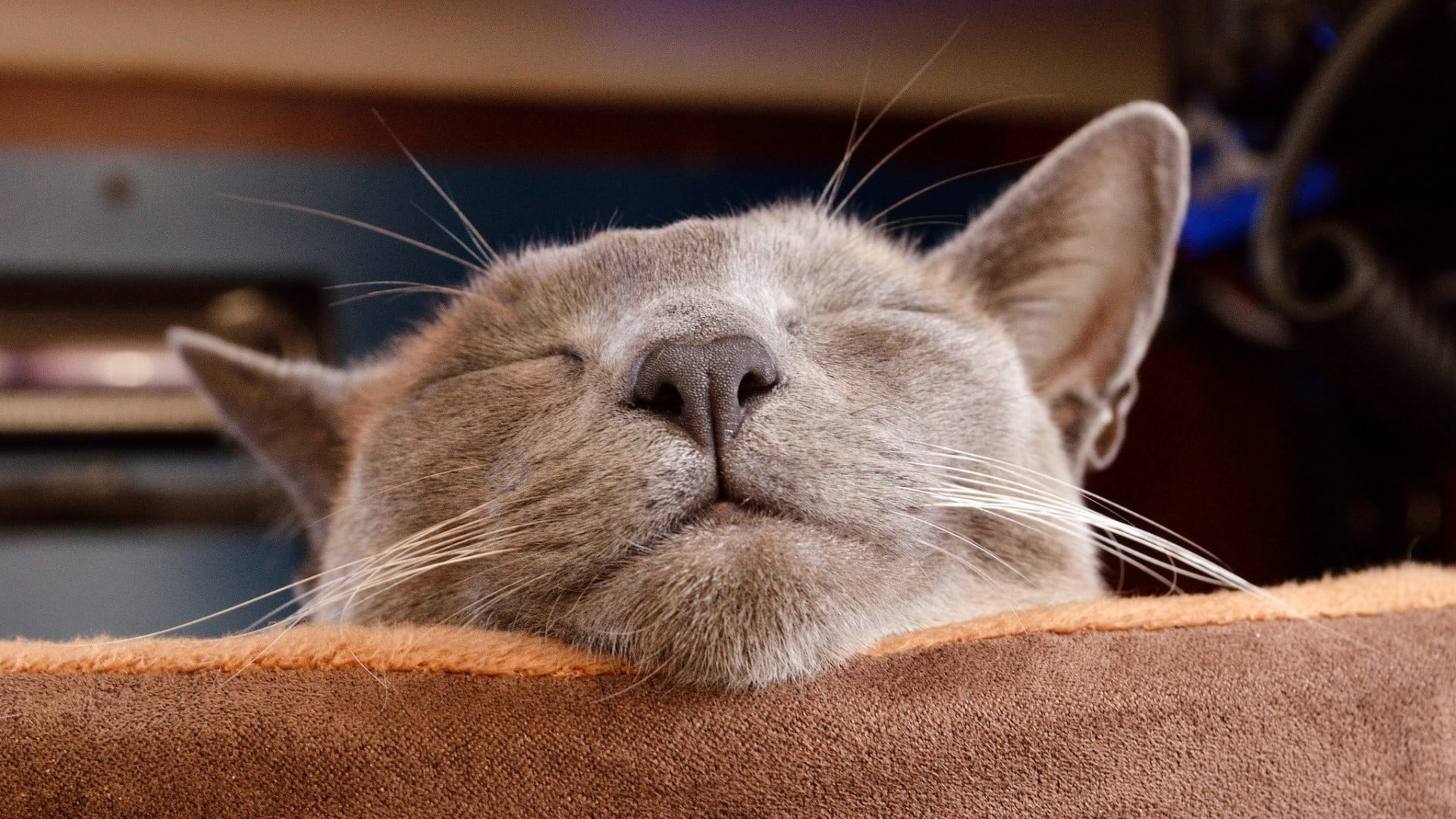 animal mouth, animal head, animal nose, domestic, cat, fur, sleeping, focus on foreground, one animal, animal themes, whisker, feline, pets, 1080P, short, HD Wallpaper