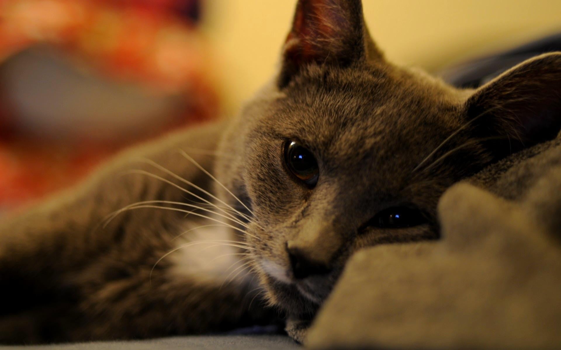 one animal, selective focus, domestic cat, animal body part, vertebrate, whisker, gray, pets, animal, cat, looking at camera, portrait, short, feline, mammal, HD Wallpaper