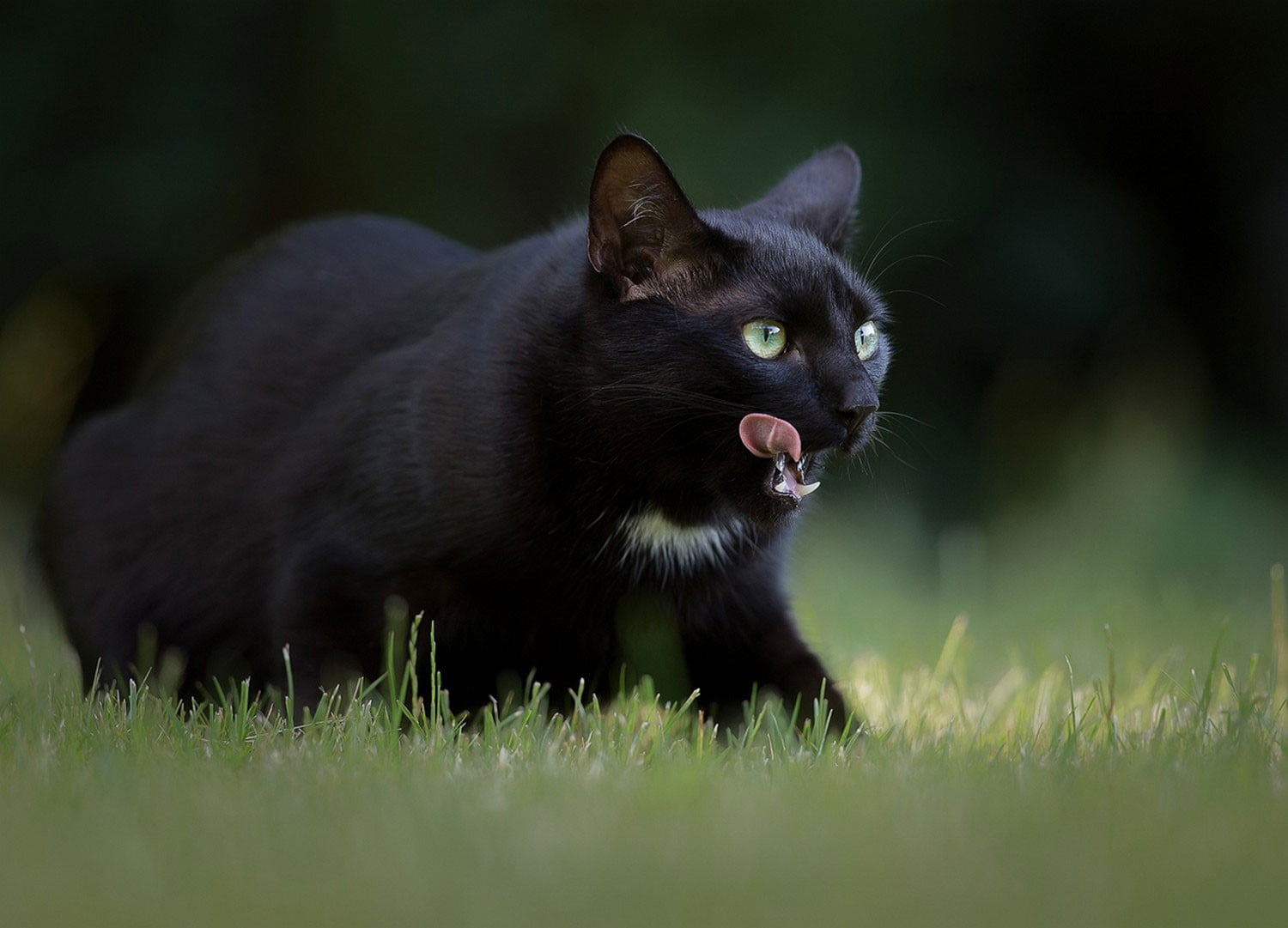 plant, nature, no people, 720P, black, animal, feline, outdoors, furred, black color, selective focus, vertebrate, mammal, whisker, cat, short, field, HD Wallpaper